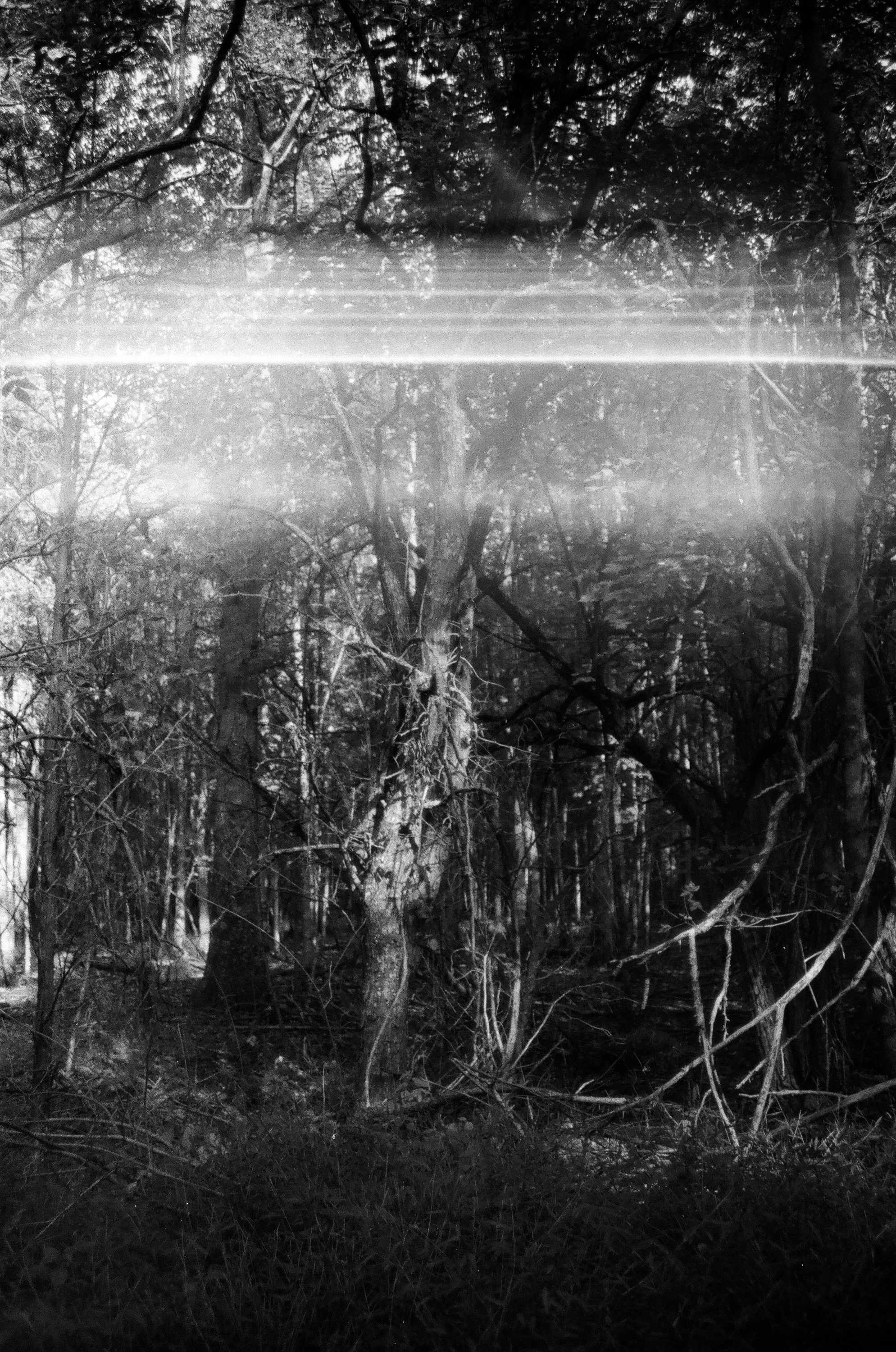 Black and white photo of a forest with trees and underbrush, with a bright horizontal streak of light across the middle.