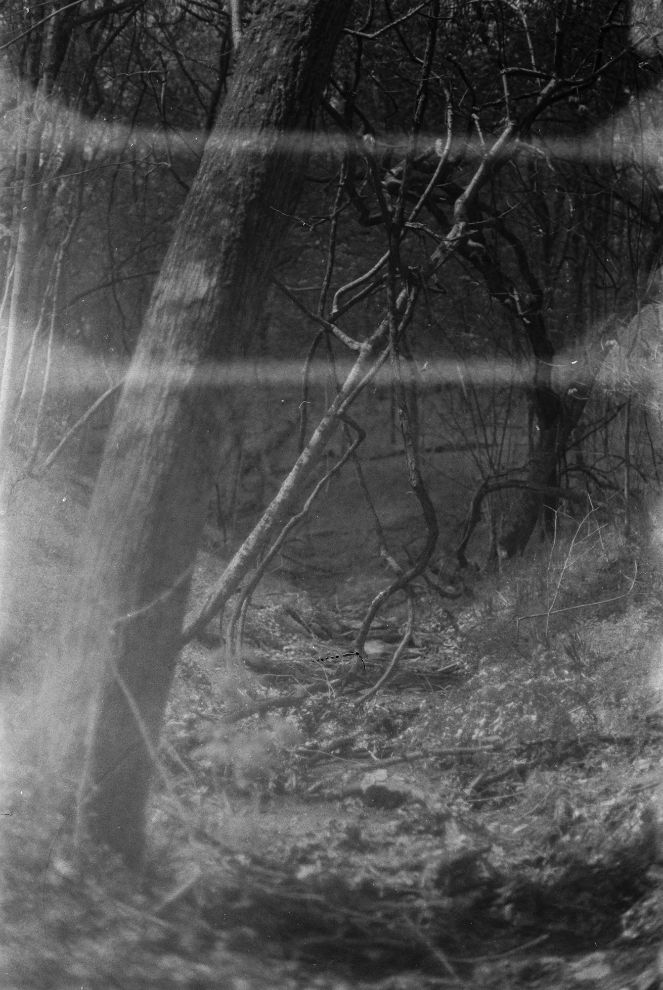Black and white photograph of a forest scene with trees and tangled branches, blurry and hazy in some areas.