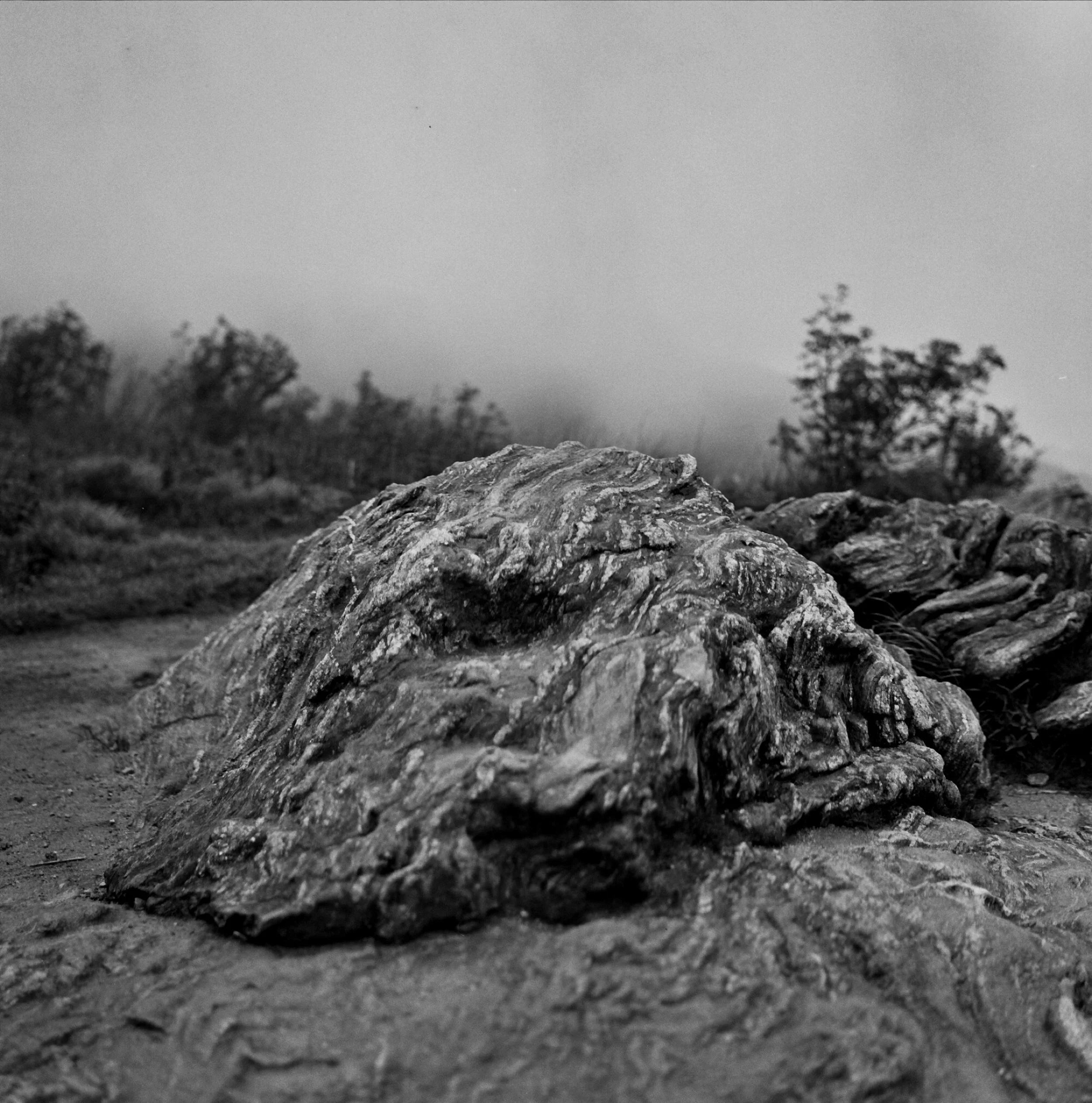 Close-up of textured rocks and soil with blurred trees in the background, in black and white.