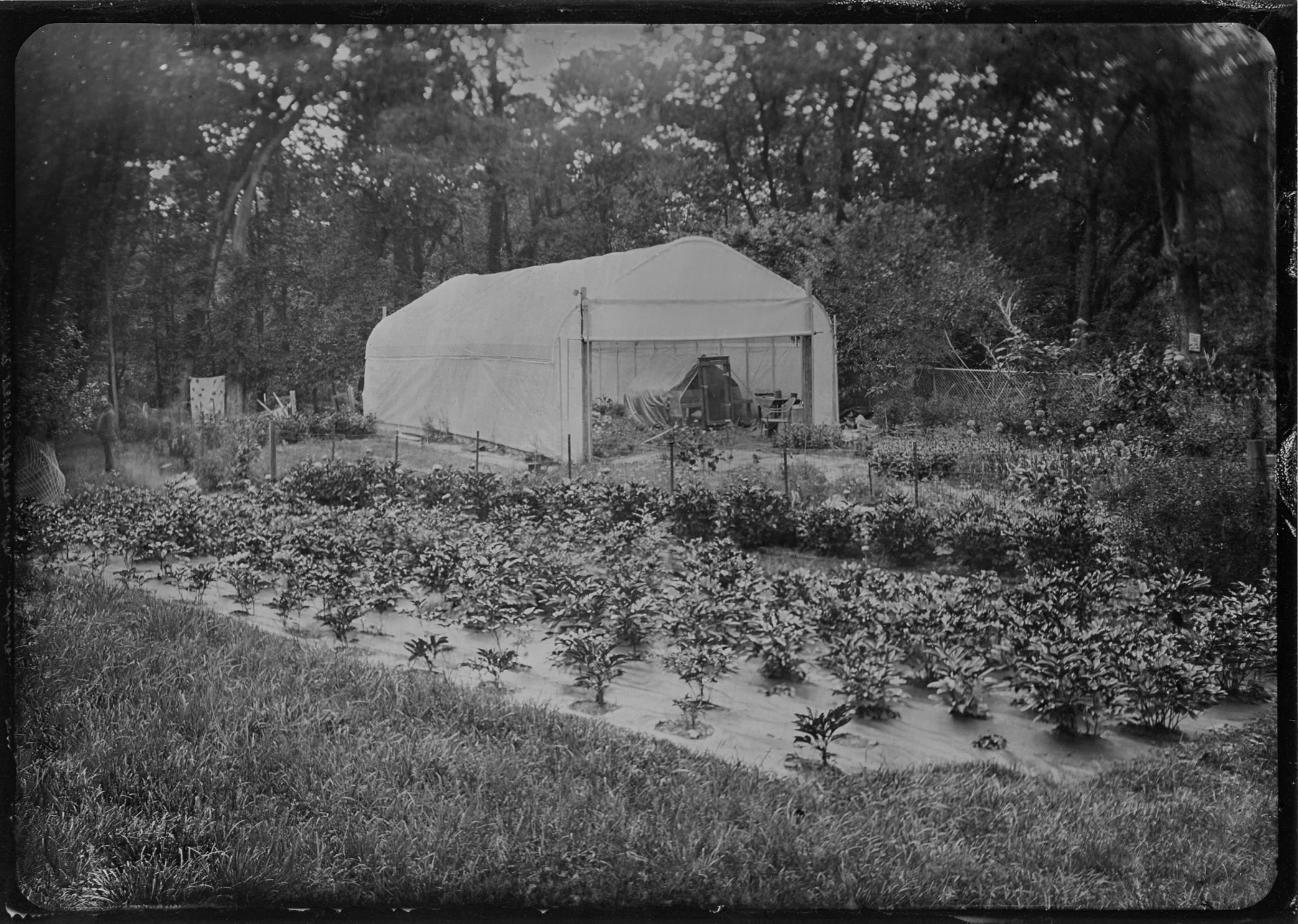 A black and white photograph of a garden with a green house, surrounded by trees and flowers.