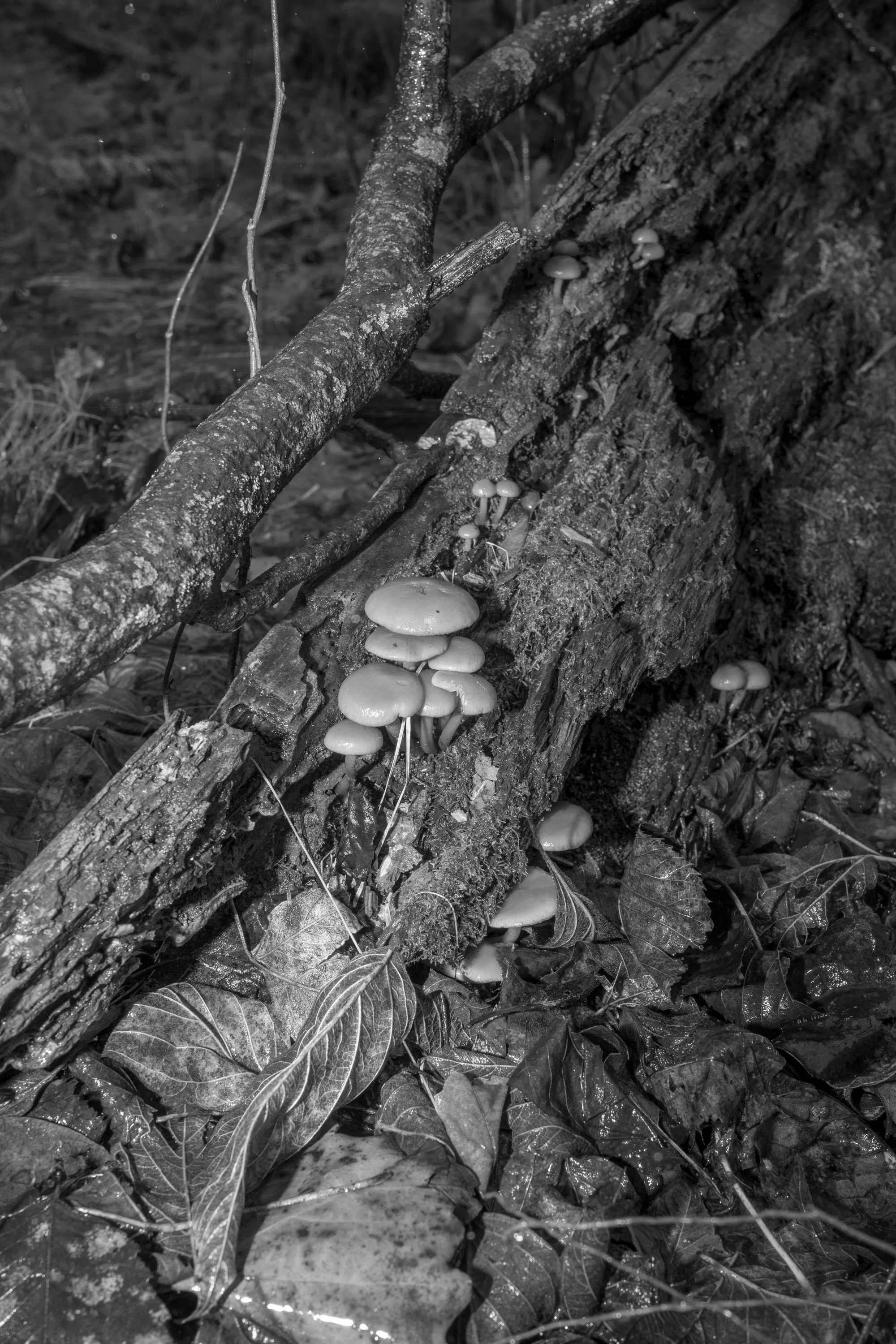 Black and white photo of mushrooms growing on a fallen tree trunk in a forest, surrounded by leaves and plant debris.