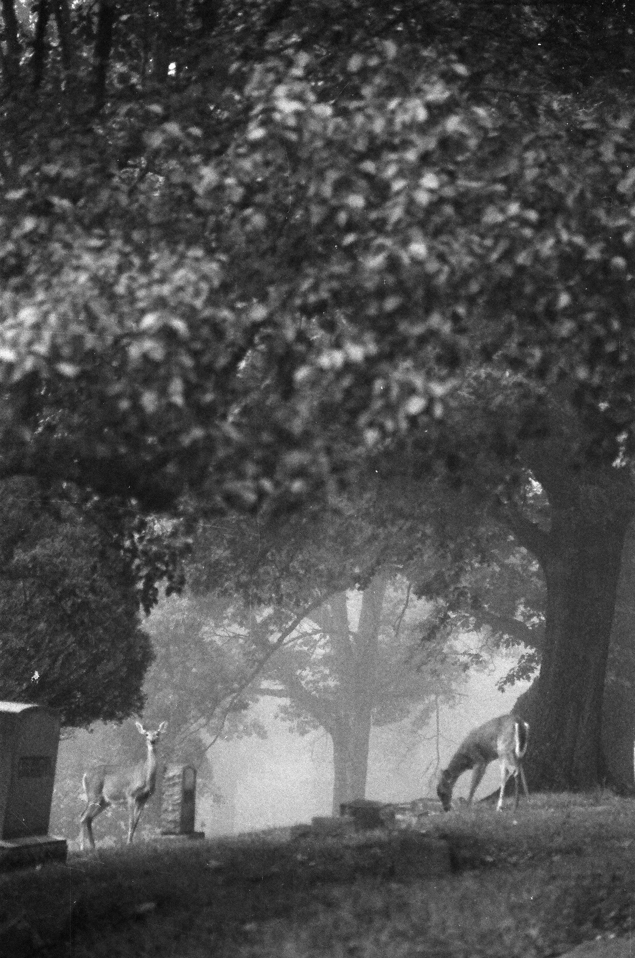 A black and white image of a park, featuring a large tree, a bench, swings, and a person riding a bicycle, with mist or fog effects.