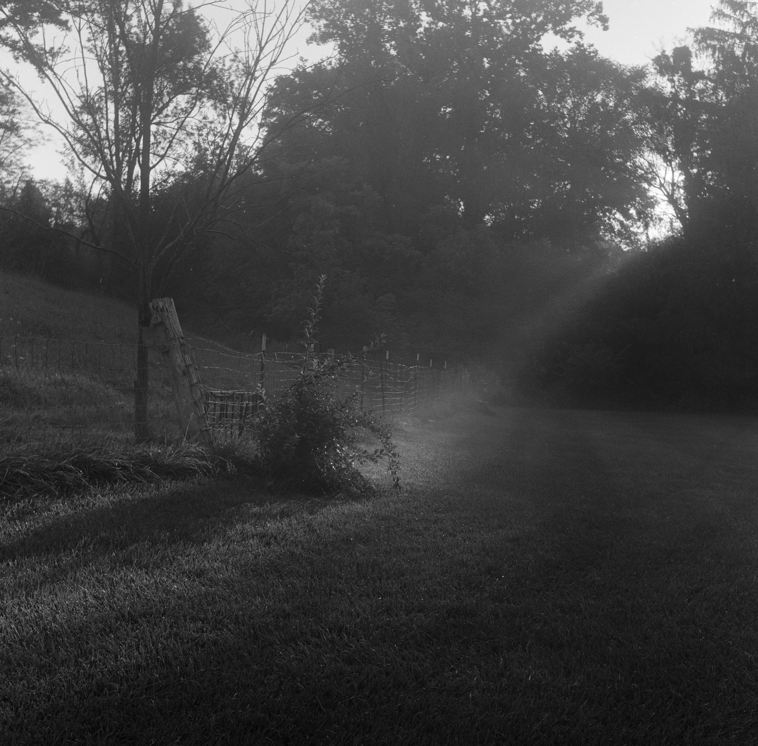 A black and white outdoor scene featuring trees with sparse leaves, a grassy area, and a wooden post with barbed wire fence in the foreground. The sky is overcast or foggy, creating a misty atmosphere.