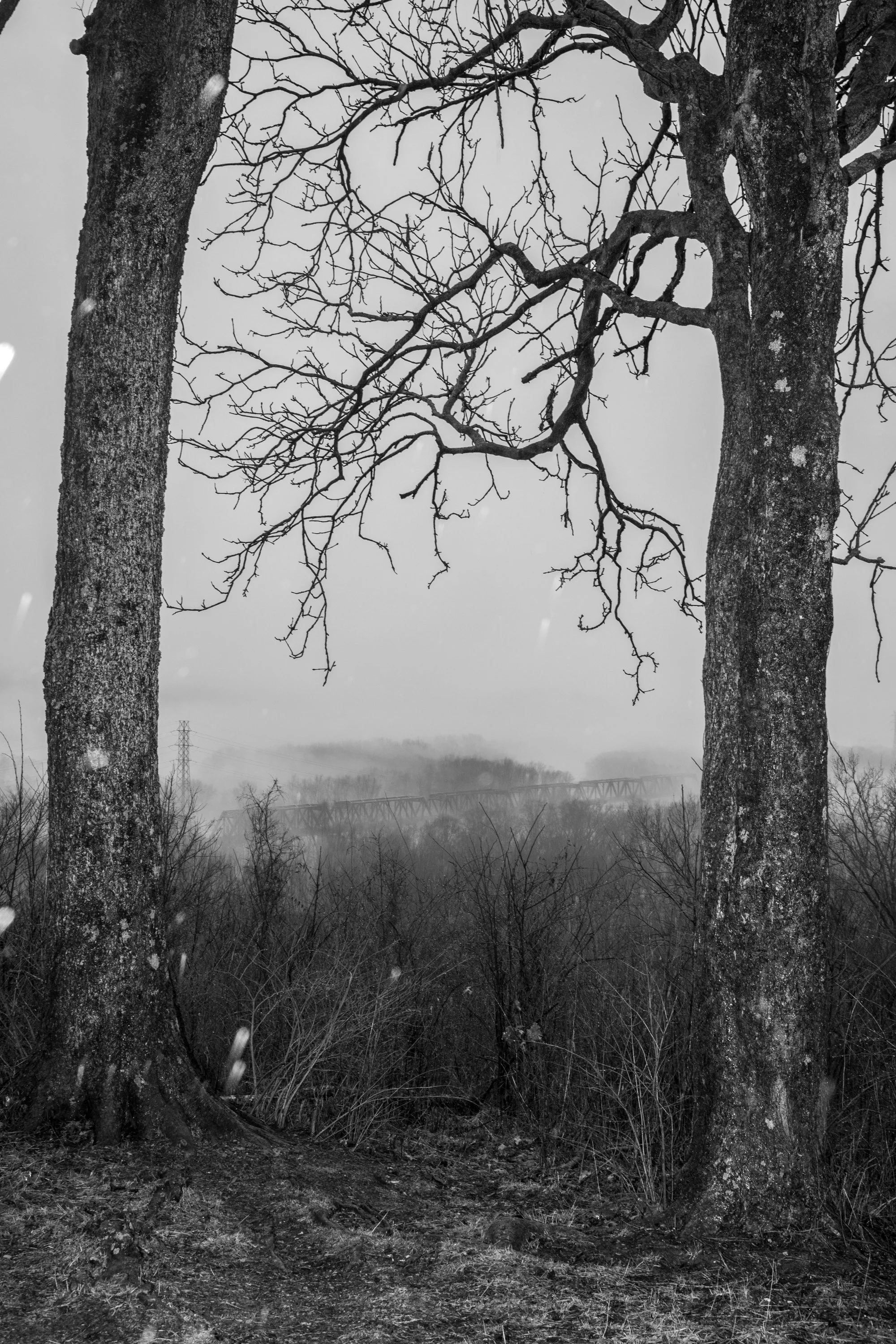 Two large trees with rugged trunks and bare branches in the foreground, a foggy landscape with trees and a bridge in the background, and a misty sky, all in black and white.
