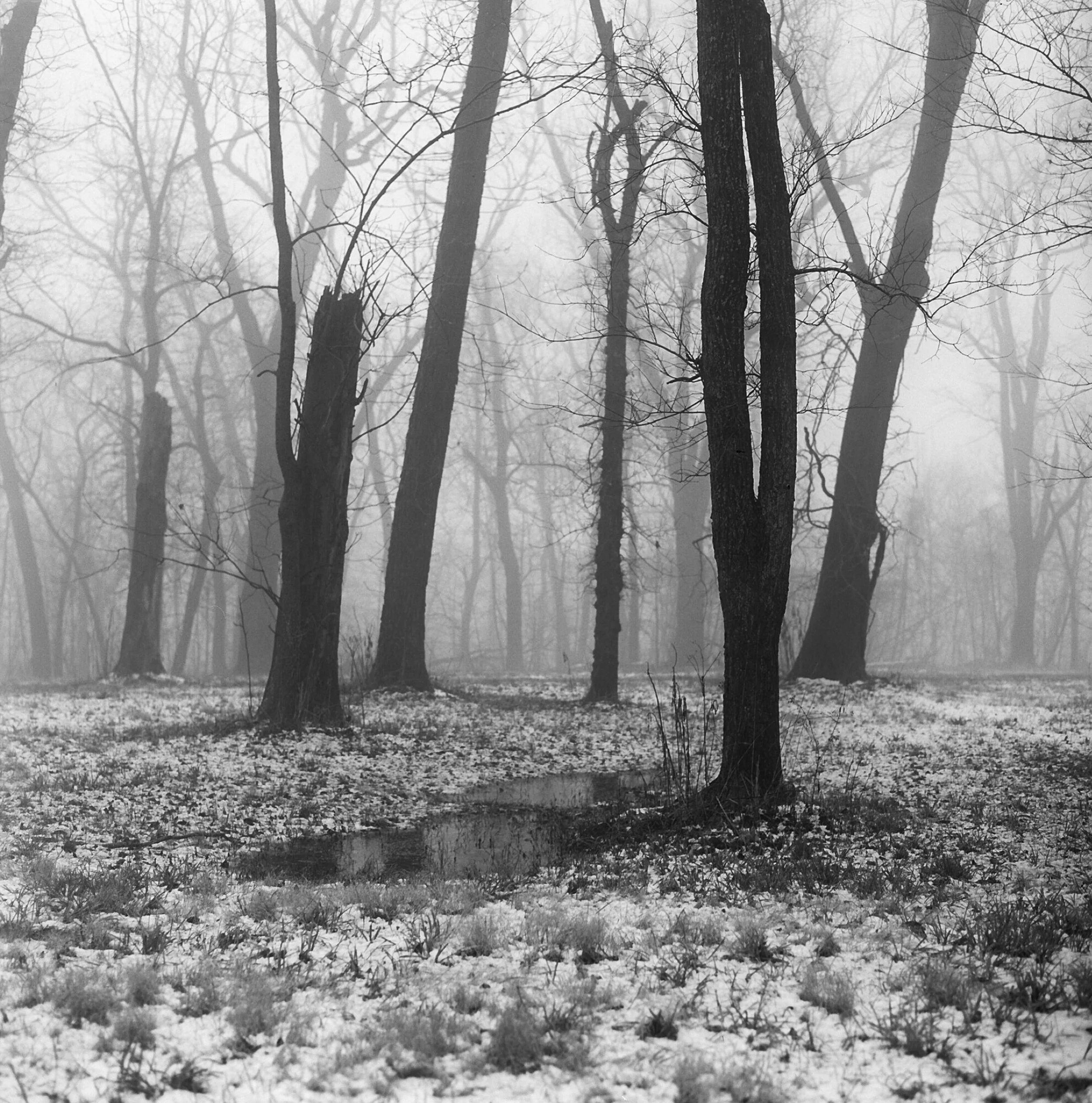 A foggy winter scene in a forest with tall, leafless trees and snow-covered ground.