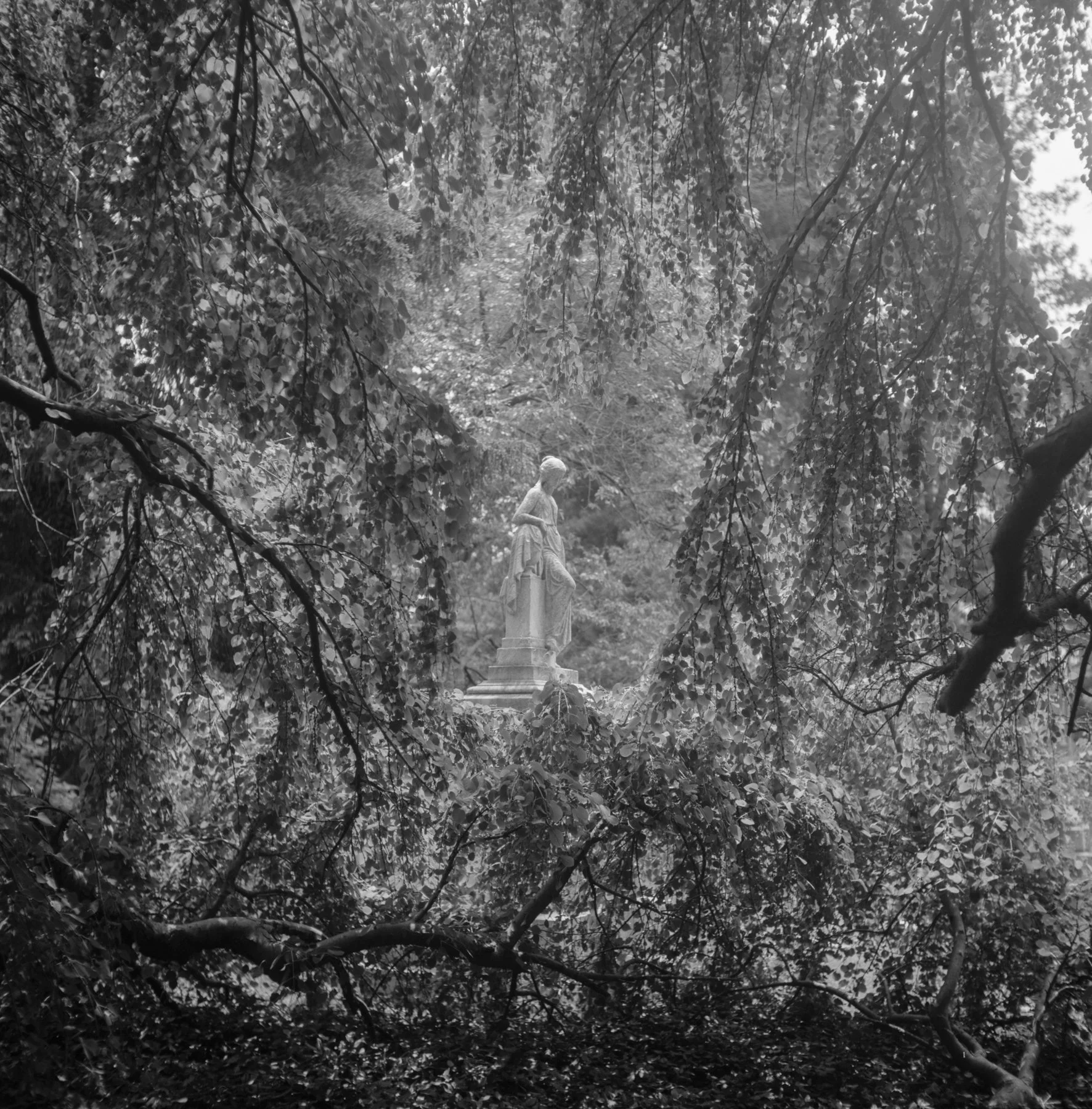 A black and white photo of a serene forest scene with dense trees and foliage. In the center, there is a classical statue of a woman standing on a pedestal, partially obscured by branches and leaves overhead.