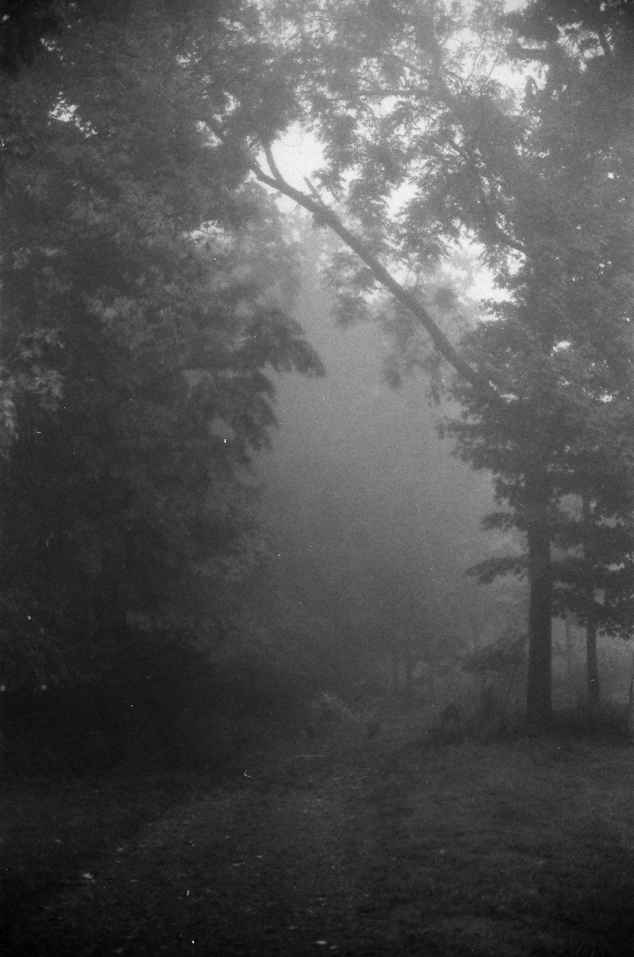 A foggy forest scene with tall trees and dense foliage, creating a mysterious and atmospheric mood.