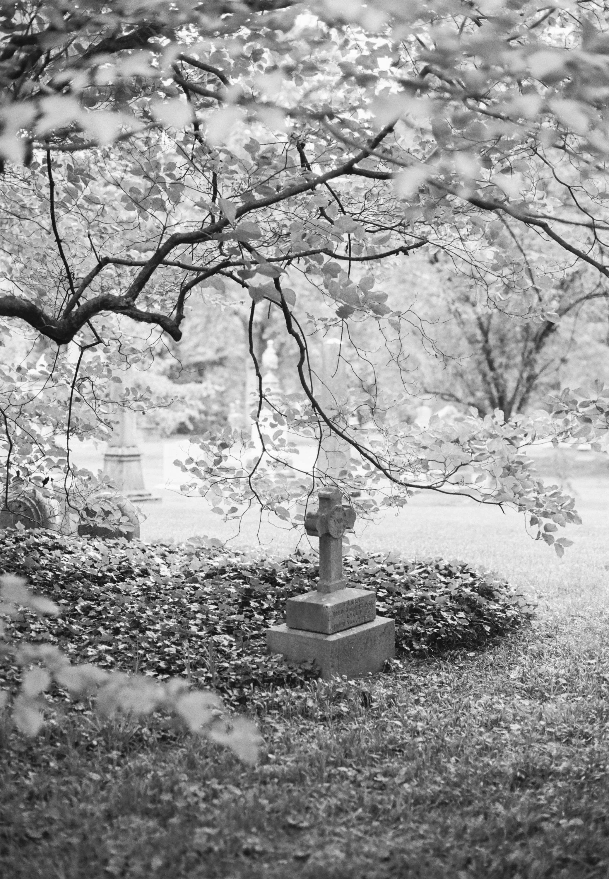 Grave marker in a cemetery with leafless trees and fallen leaves on the ground.