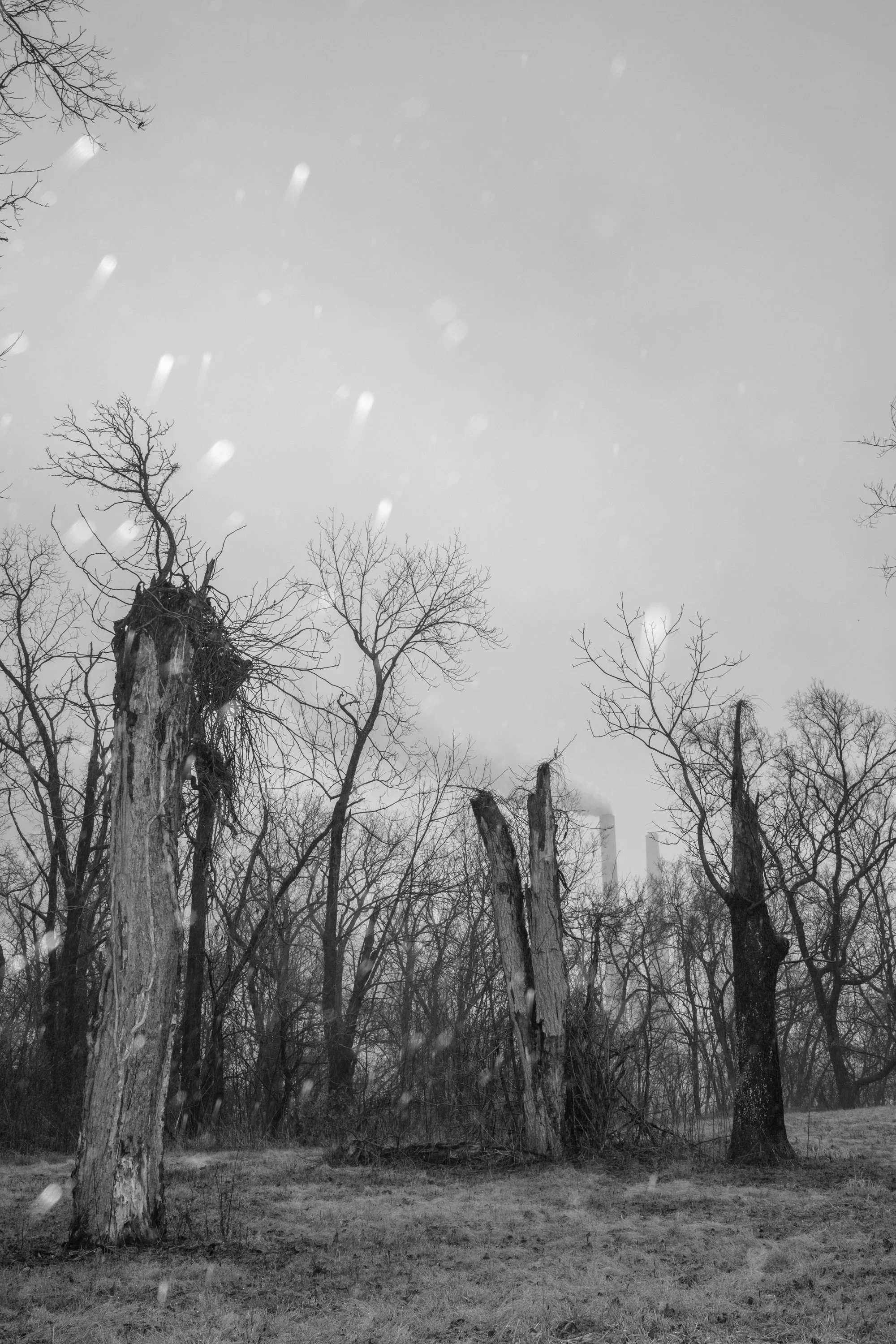 A black and white photo of leafless trees in a field, with some tree trunks downed or broken, and a few structures or smokestacks in the background emitting smoke, under a snowy or overcast sky.