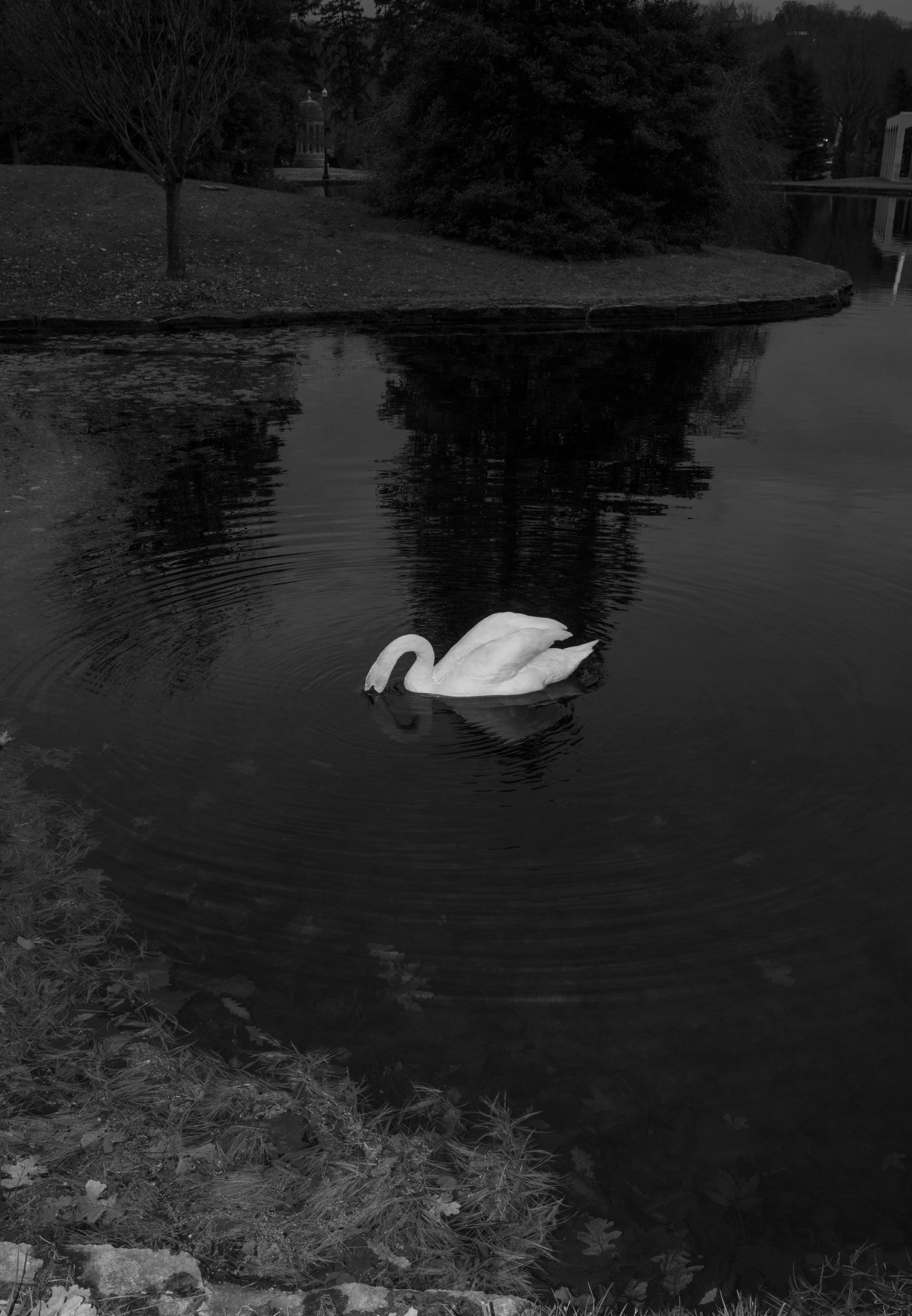 A white swan swimming in a pond surrounded by grass and trees in a park.