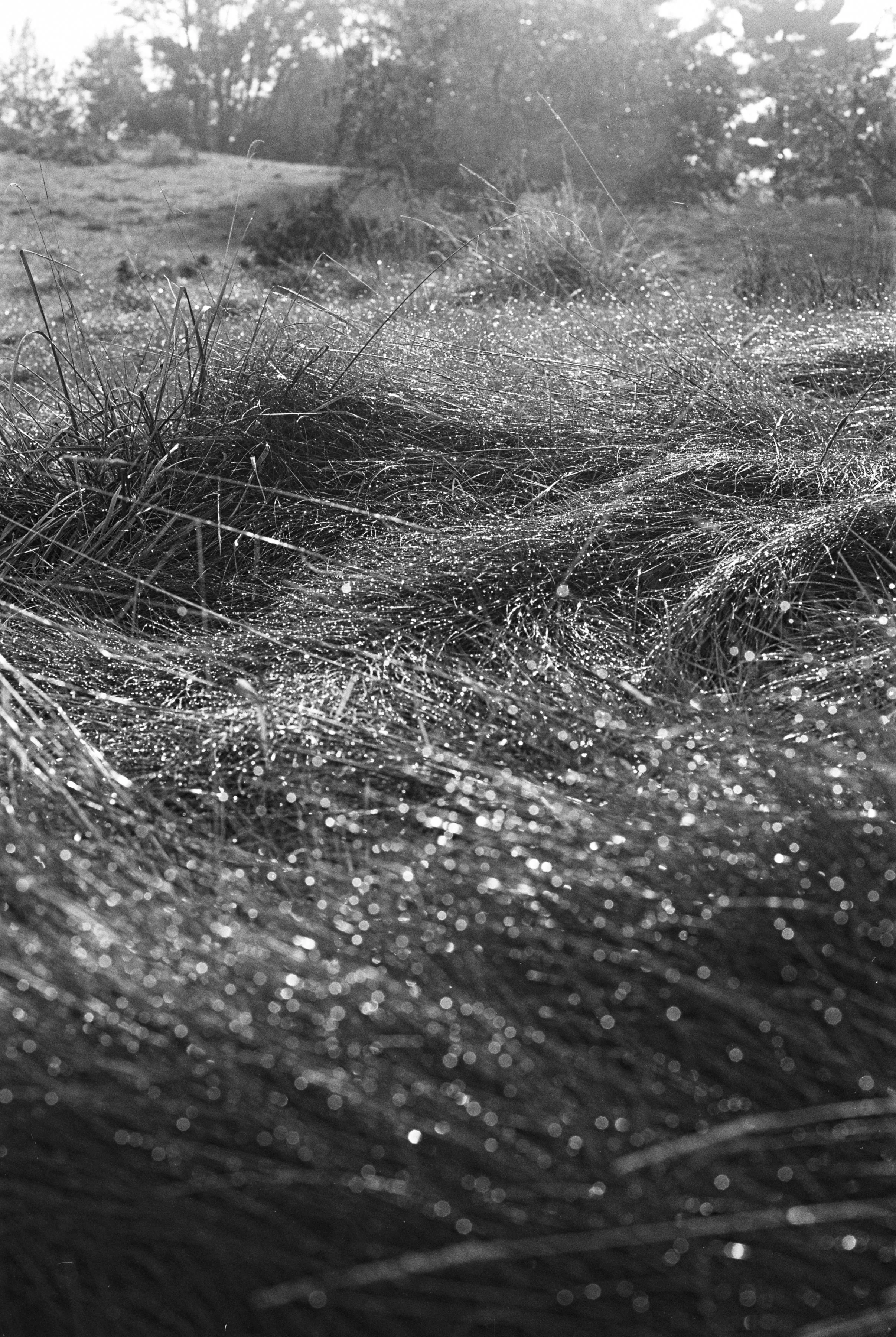 Close-up of dewy grass blades with the background of a dirt path and trees, captured in black and white.