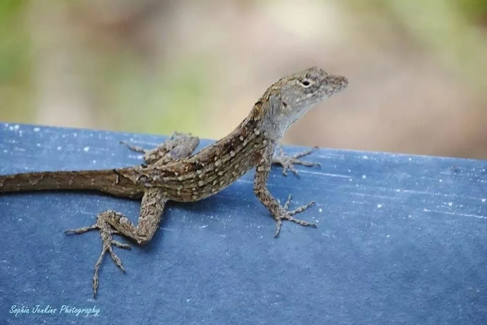 A small brown and gray lizard with textured skin, standing on a blue surface outdoors.