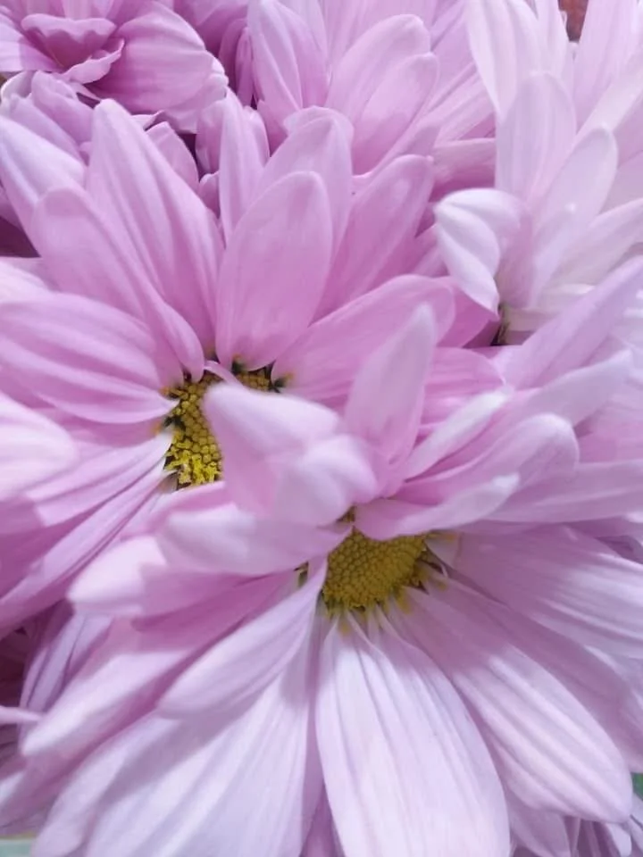 Close-up of light pink daisy flowers with yellow centers.