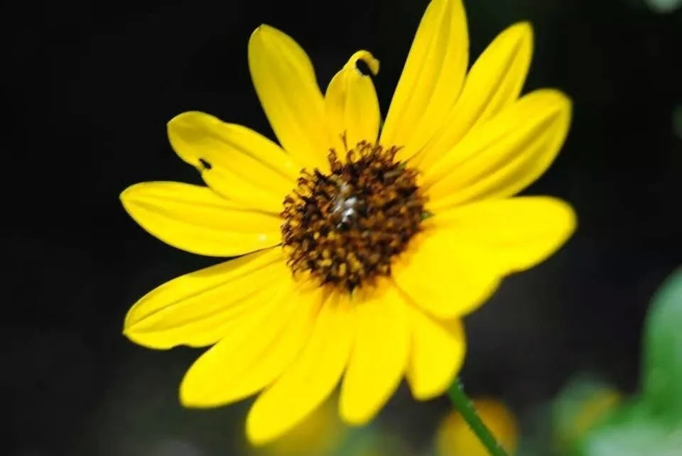 Yellow flower with a dark center against a dark background.