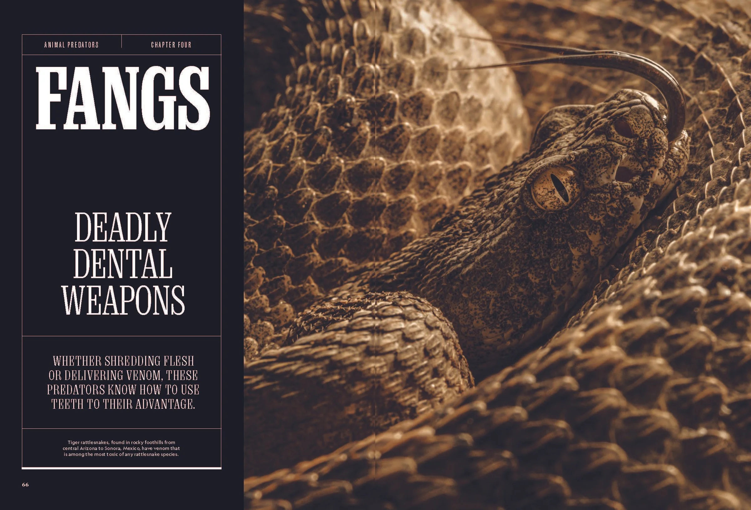 Pages from Animal-Predators_2025_Page_4.jpg