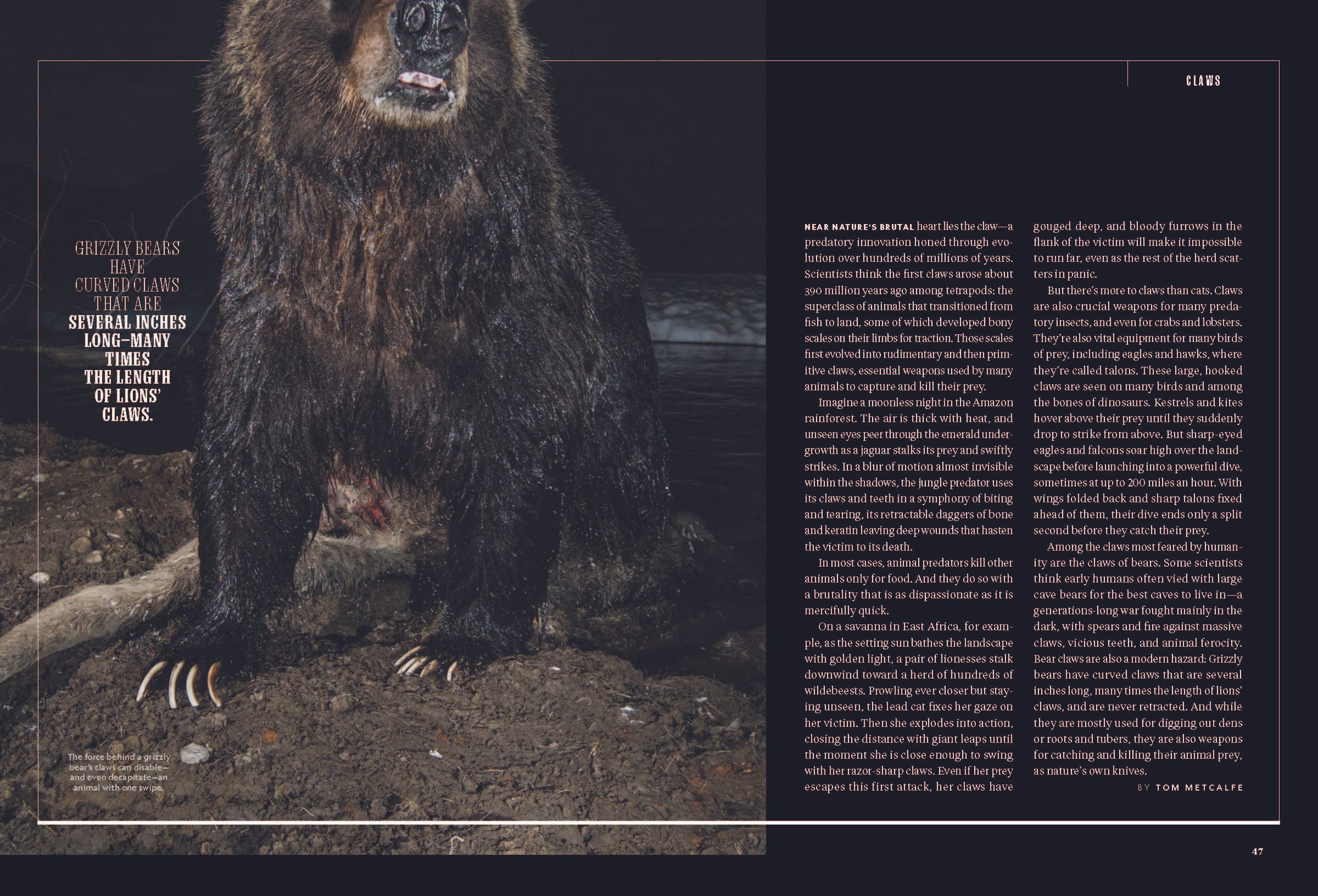 Pages from Animal-Predators_2025_Page_3.jpg