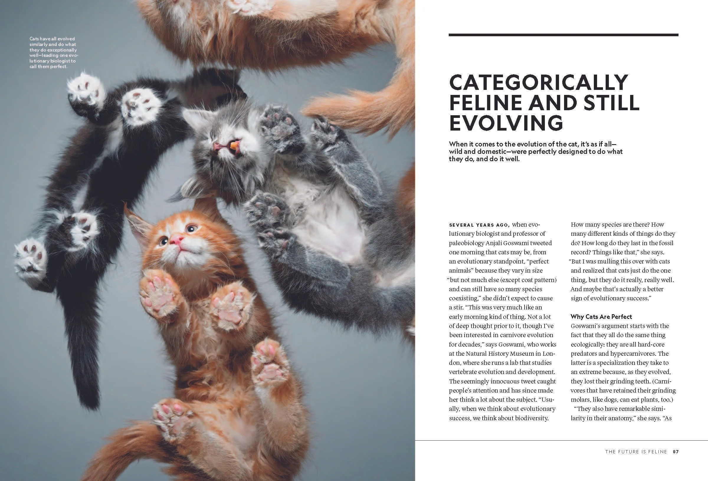 Pages from The-Genius-of-Cats_2025_Page_3.jpg