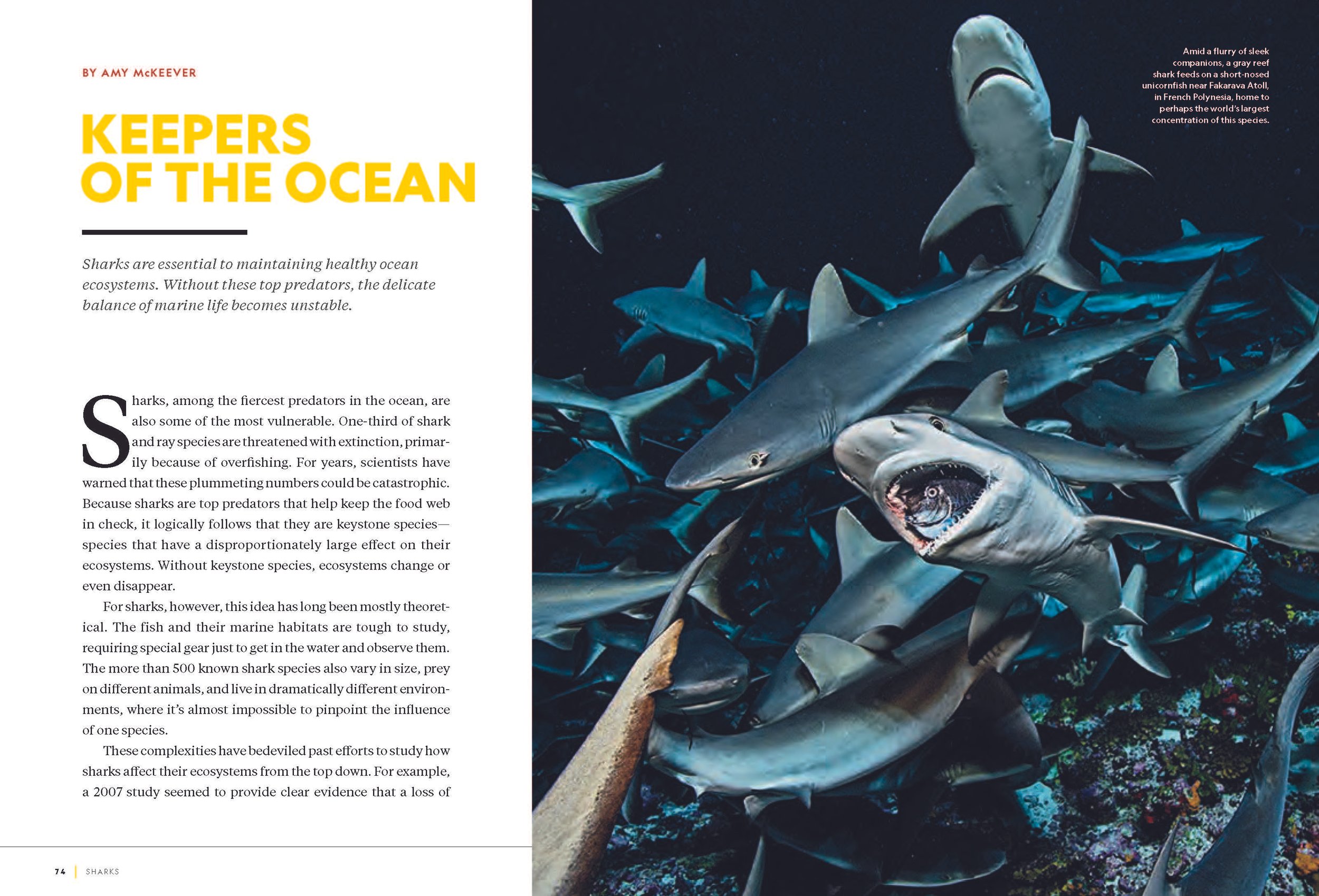 Pages from Sharks_001-096_April1_Page_3.jpg
