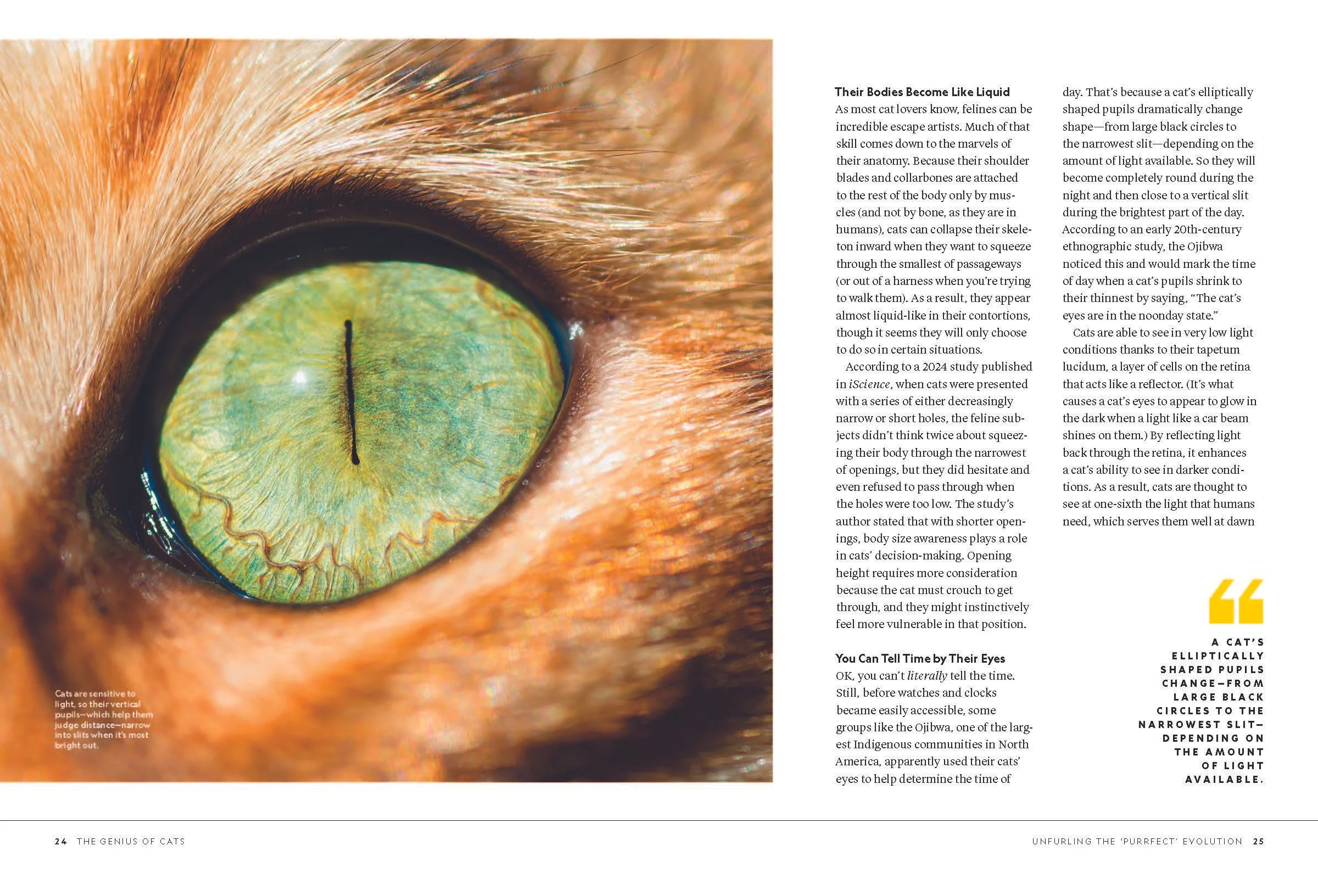Pages from The-Genius-of-Cats_2025_Page_1.jpg