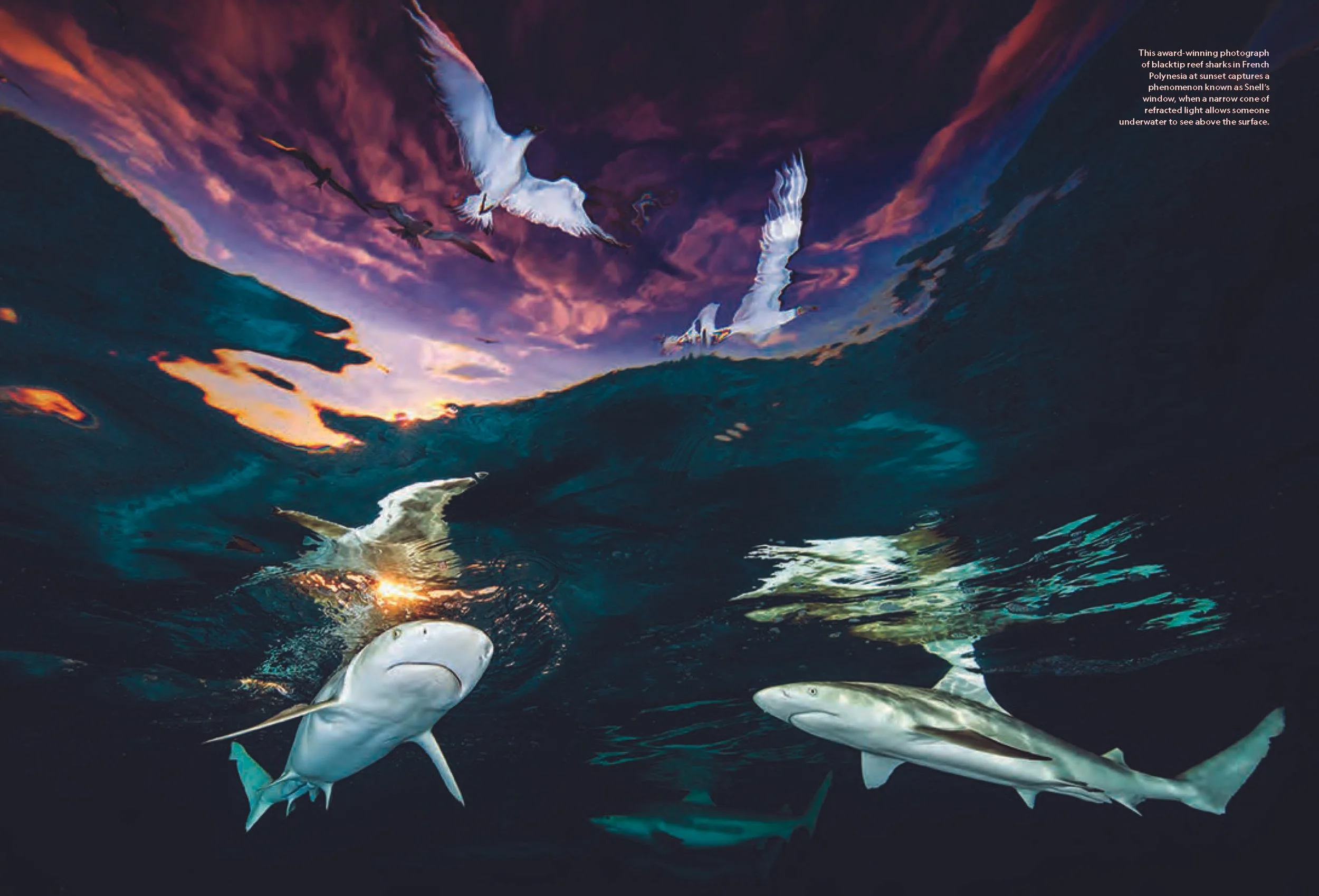 Pages from Sharks_001-096_April1_Page_1.jpg