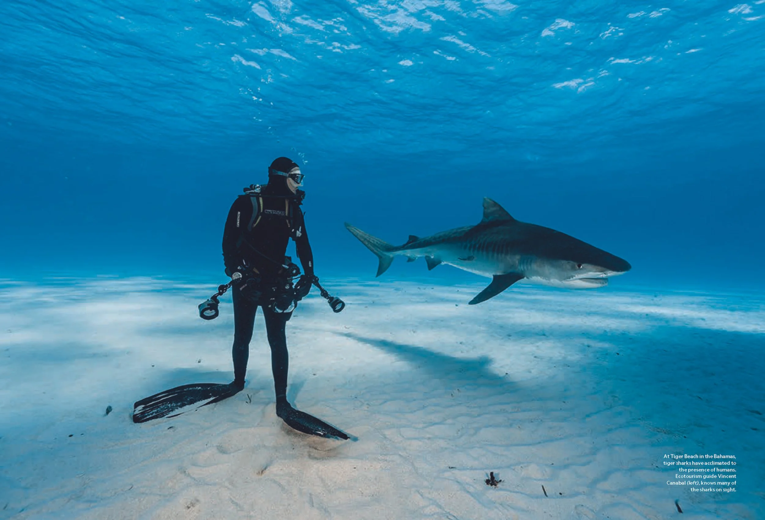 Pages from Sharks_001-096_April1_Page_2.jpg