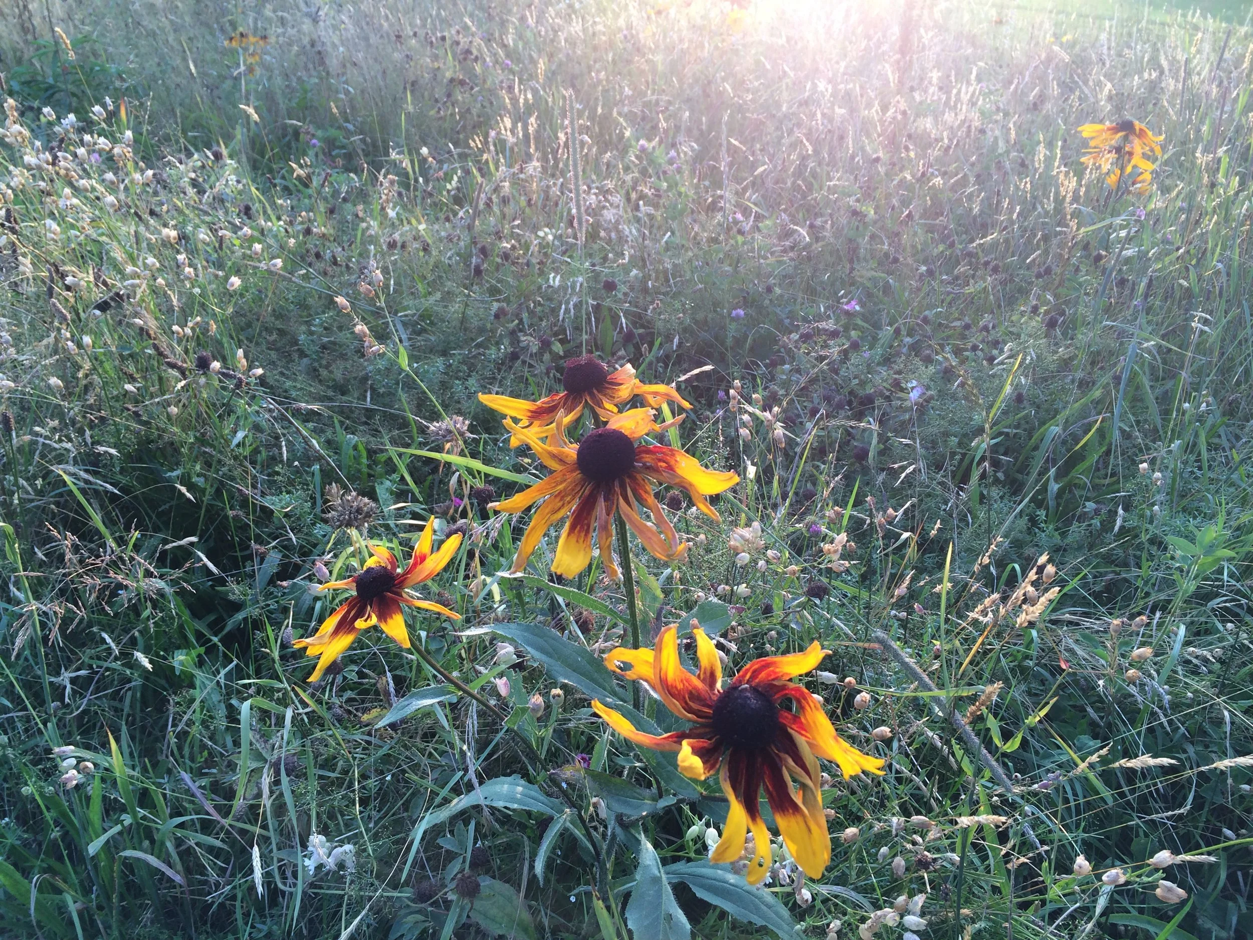 A field of wildflowers, including yellow and orange flowers with dark centers, with sunlight shining through the grass and plants.