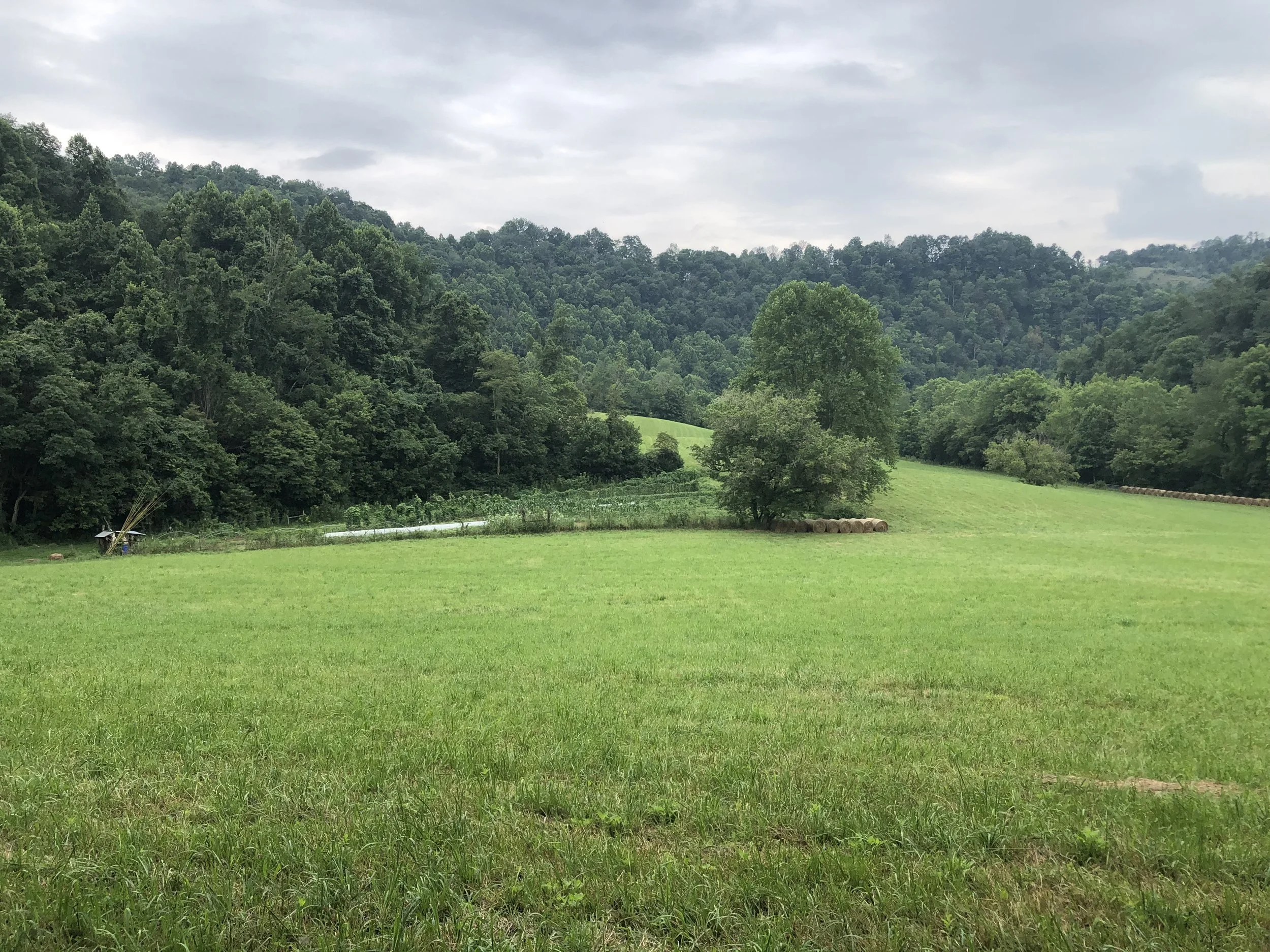 A green grassy field with rolling hills covered in dense trees in the background and a cloudy sky overhead. Porter