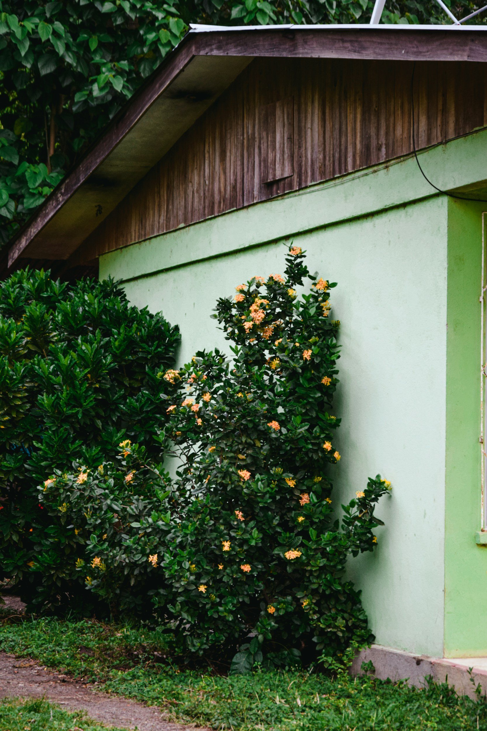 A green building with a wooden roof overhang, surrounded by lush green plants and bushes with yellow flowers.