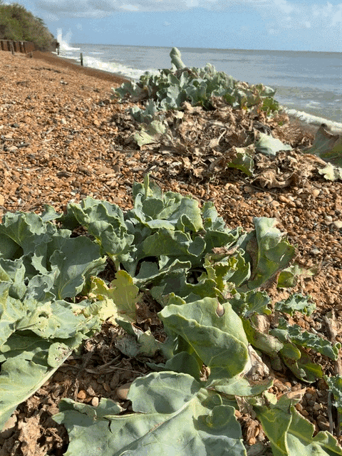 Picture of the shoreline and sea kale taken at Walberswick beach in Suffolk