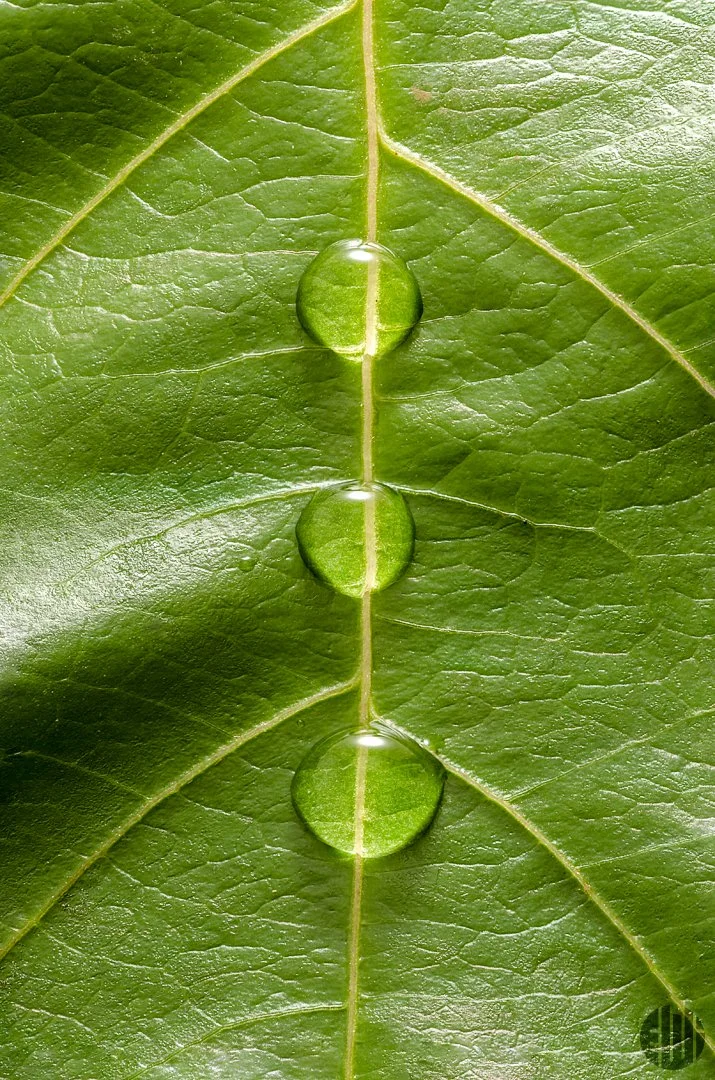 LeafDropletsCenter1080.jpg