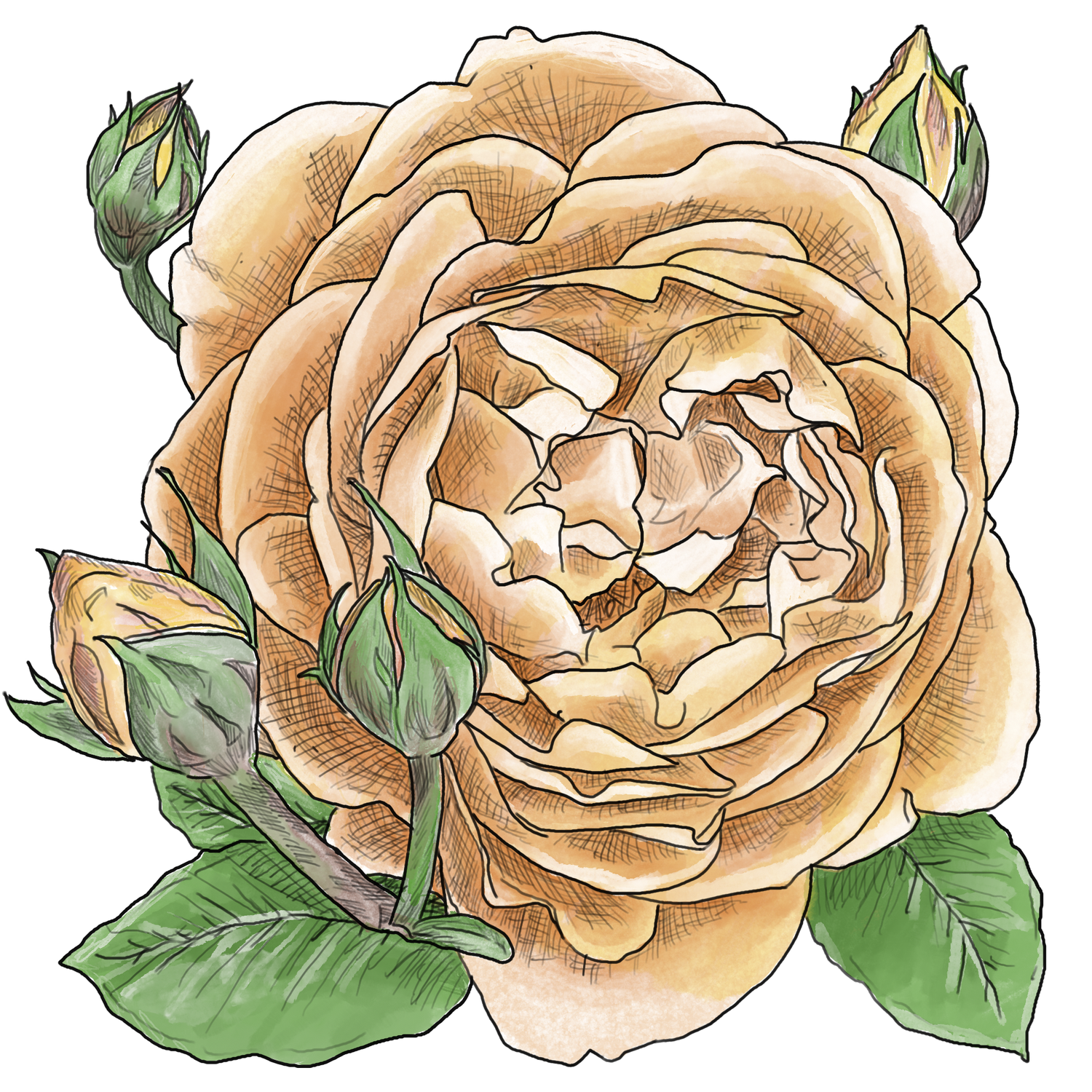When the Rose Speaks Its Name