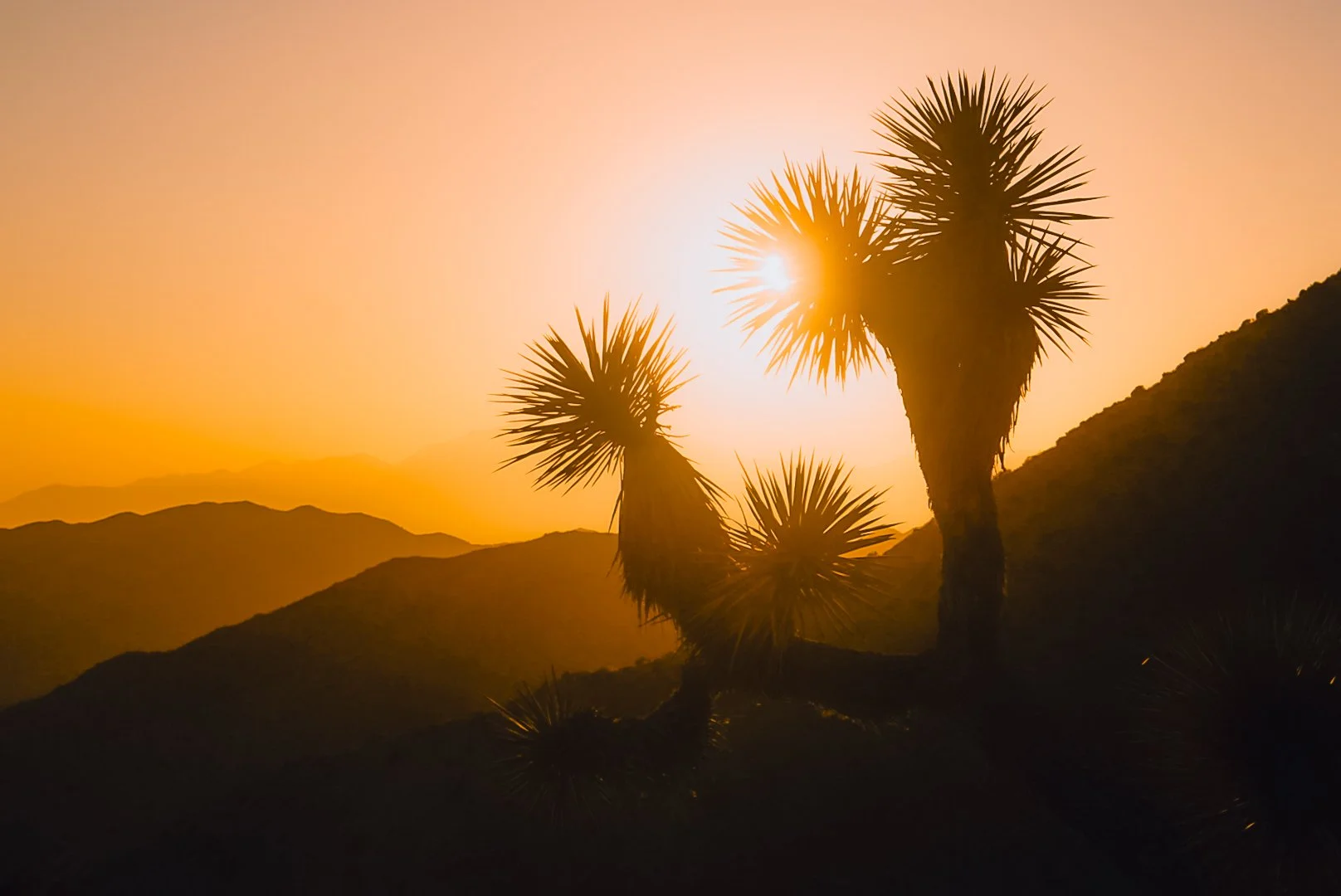Silhouetted Joshua trees against a sunset over mountain ridges.