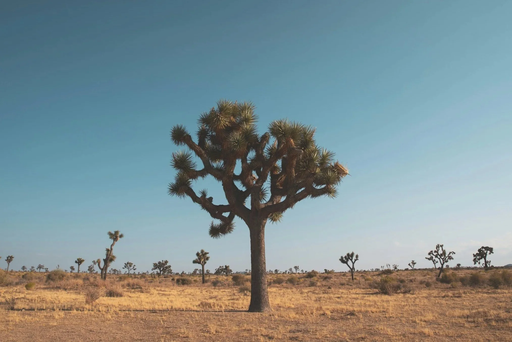A large Joshua tree with a wide canopy of spiky leaves in a desert landscape with other smaller Joshua trees and dry, brown terrain under a clear blue sky.