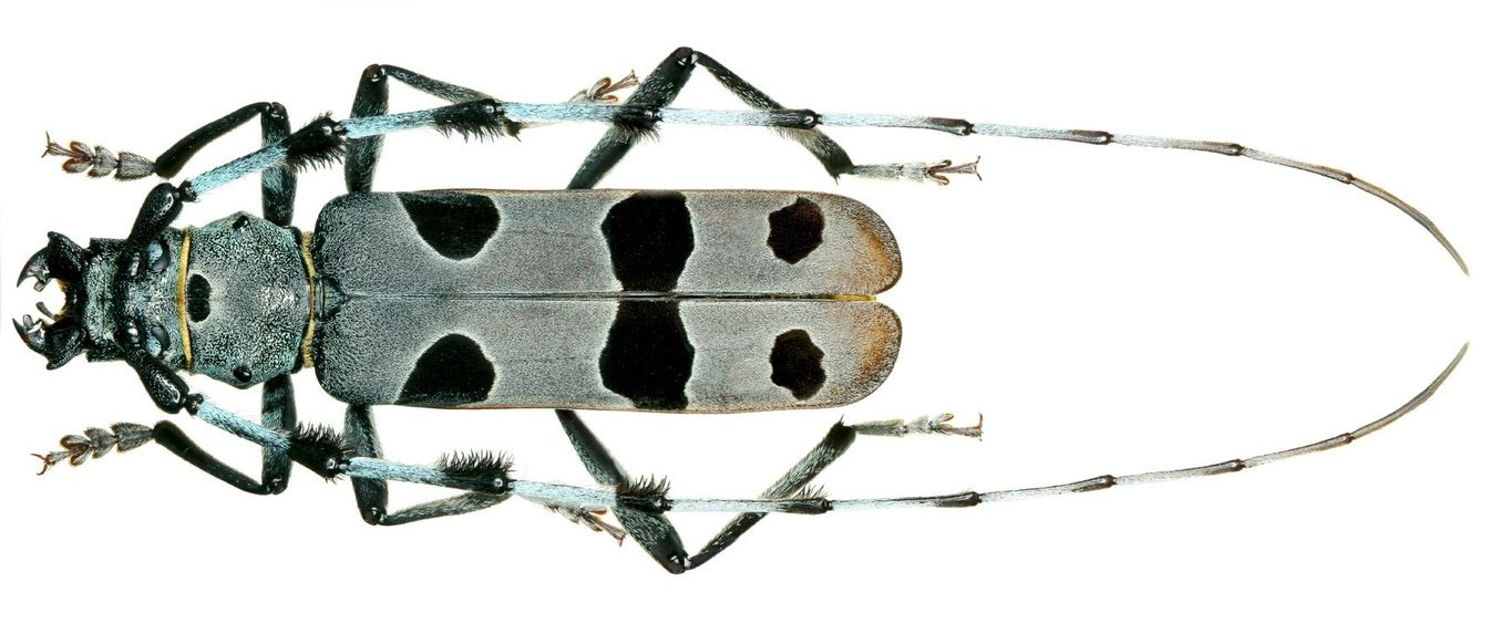 Beetle+reference.png
