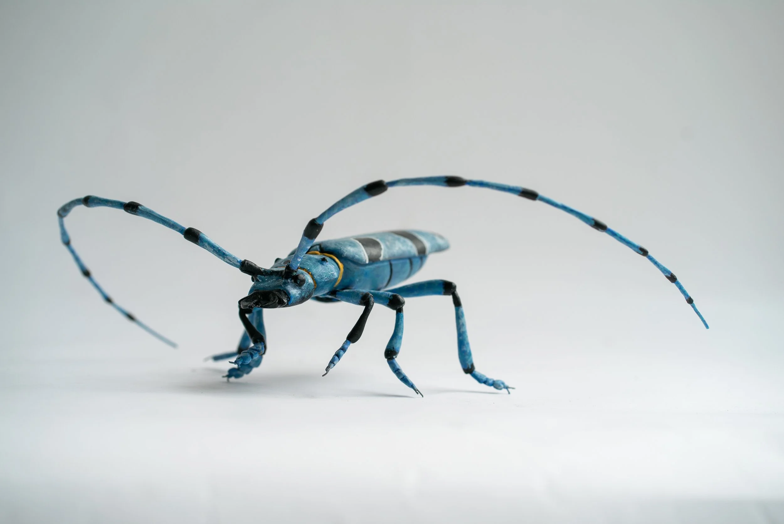 Beetle Project