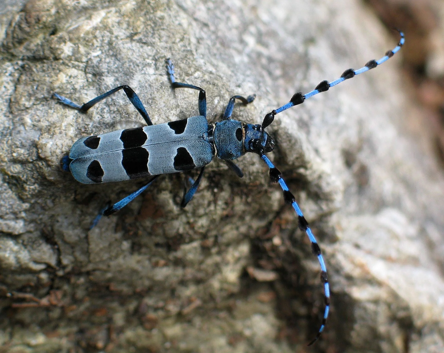 Beetle reference 2.jpg
