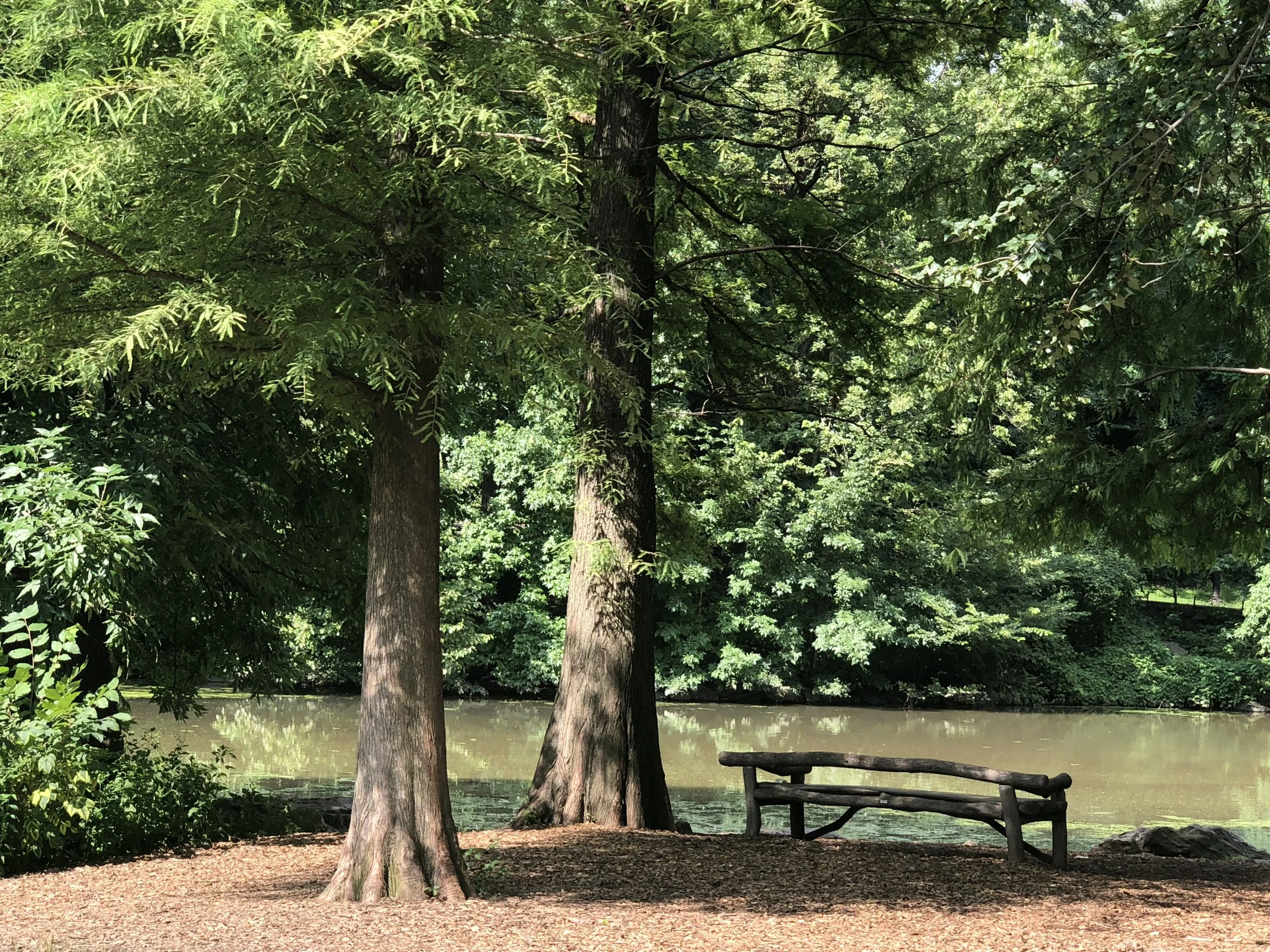 A serene park scene with trees, a quiet bench by a calm body of water, and lush greenery.