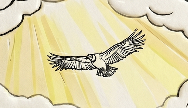 Andean Condor flying in the sky with sunlight and clouds