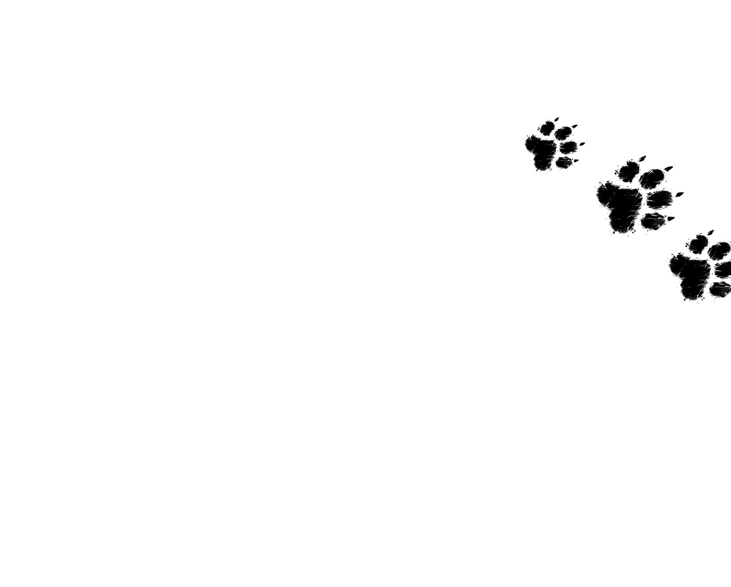 A black background with three paw print outlines in the upper right corner.