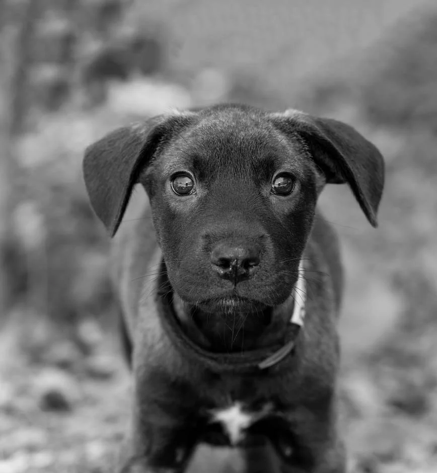 Black puppy with floppy ears and dark eyes, standing outdoors on a dirt path.