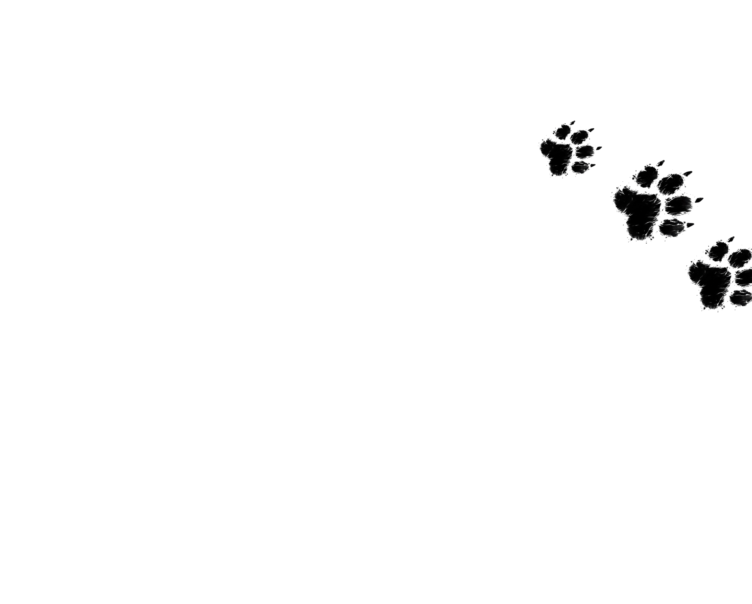 A black background with three paw print outlines in the upper right corner.