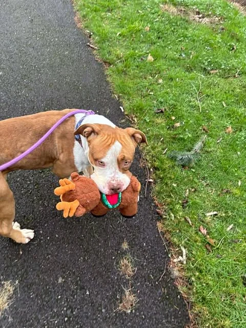 Gingerbread Man
