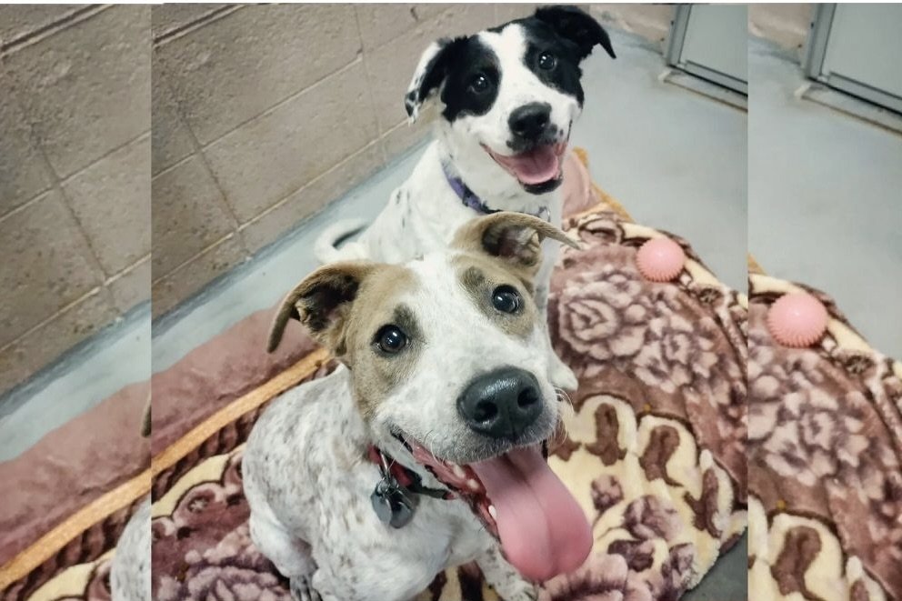 Fig &amp; Petunia