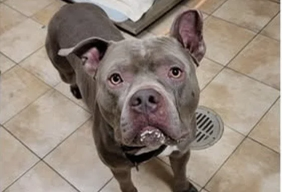 Gentle Geoffreigh