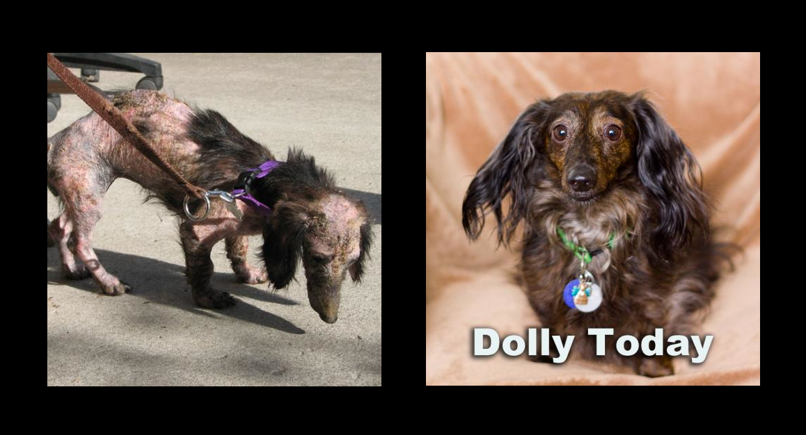 Dolly of Dolly’s Fund 