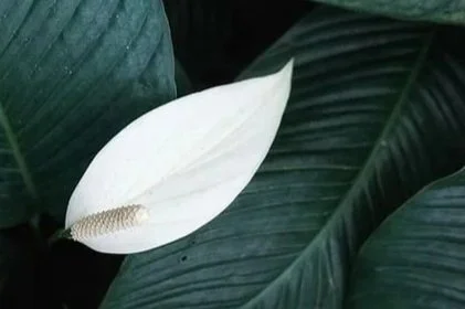 White peace lily flower with large dark green leaves in the background.
