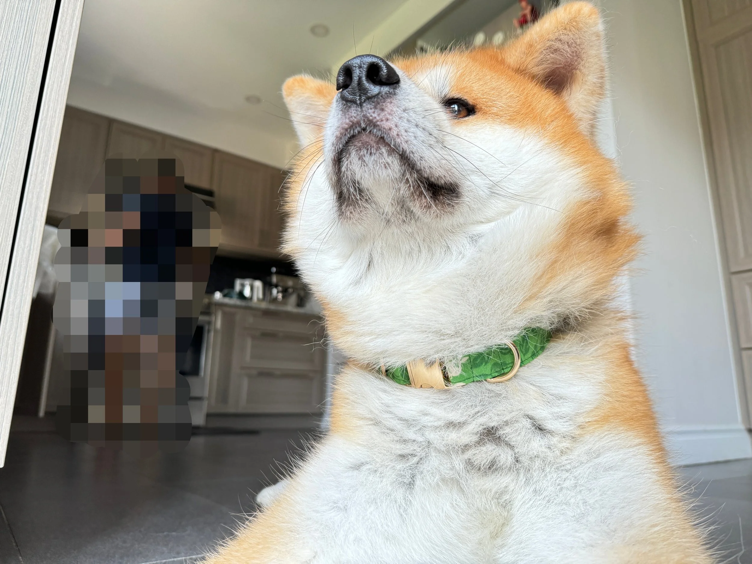 Dog Collar Size Guide: How to Find the Perfect Fit