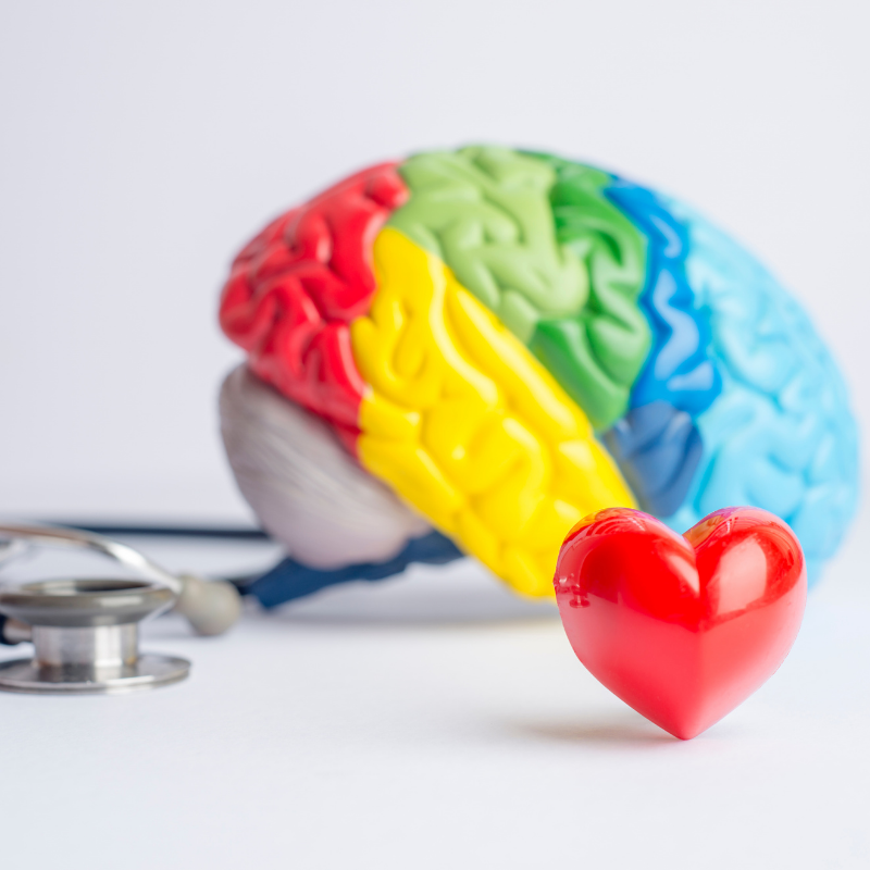 Colorful model of a human brain with a red heart in the foreground, and a stethoscope on the left.