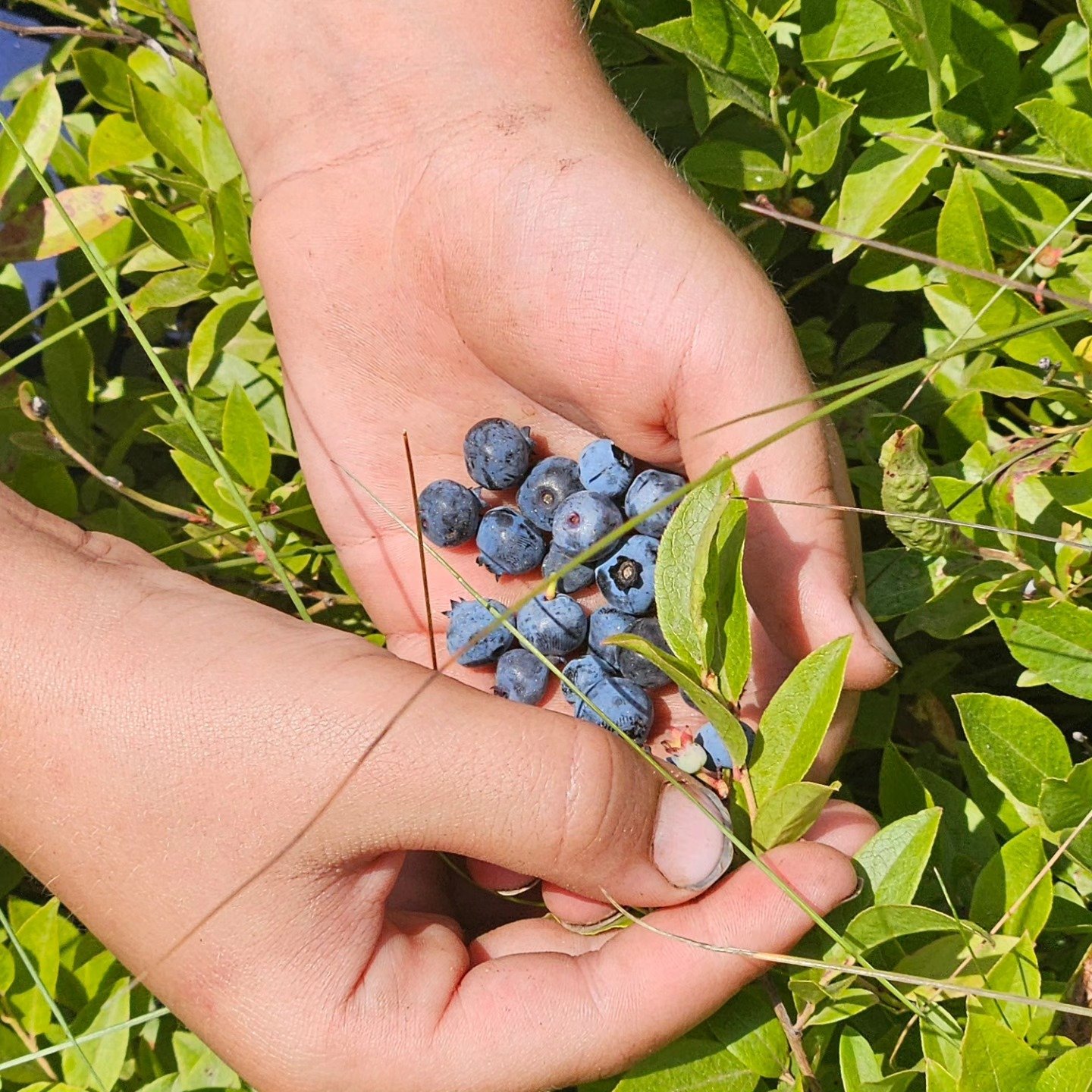 Hands holding freshly picked spray free wild blueberries in Nova Scotia
