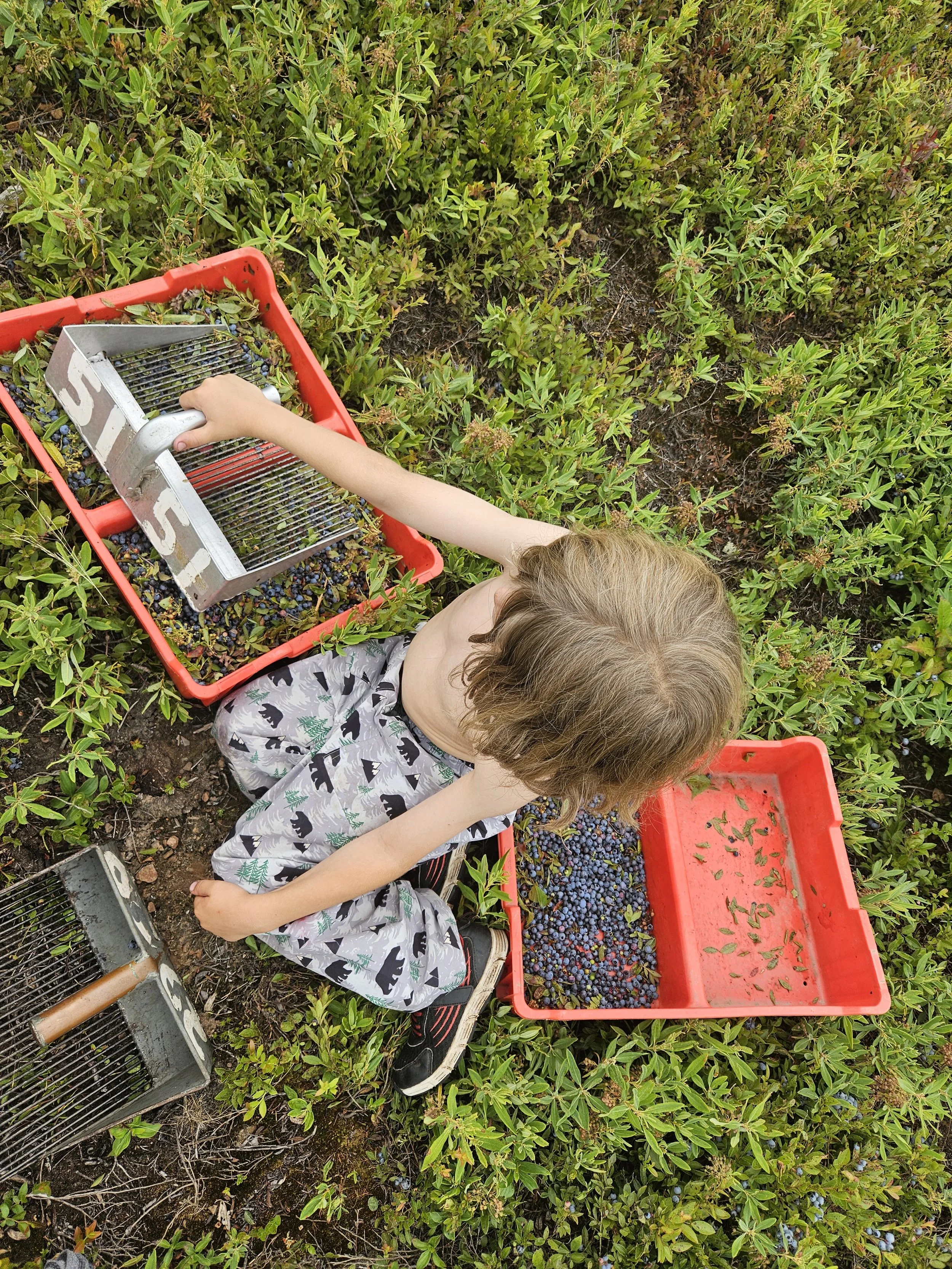 Child harvesting wild bluebrries in a Nova Scotia spray free wild blueberry field with baskets of fresh picked blueberries.